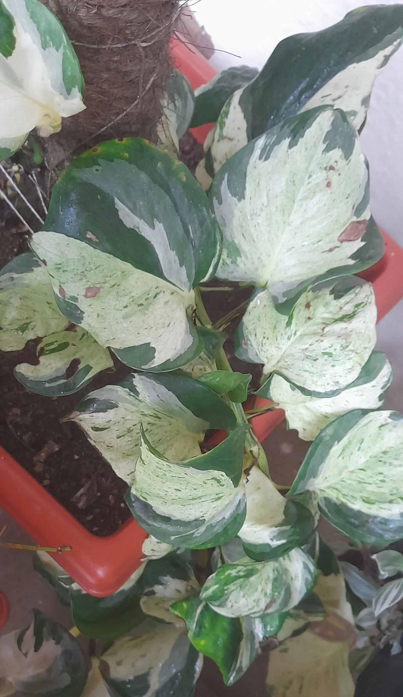 Pothos (Epipremnum Aureum) — green spaces for clients to enjoy; which makes it exceptionally accommodating in a variety of landscape designs, image 56