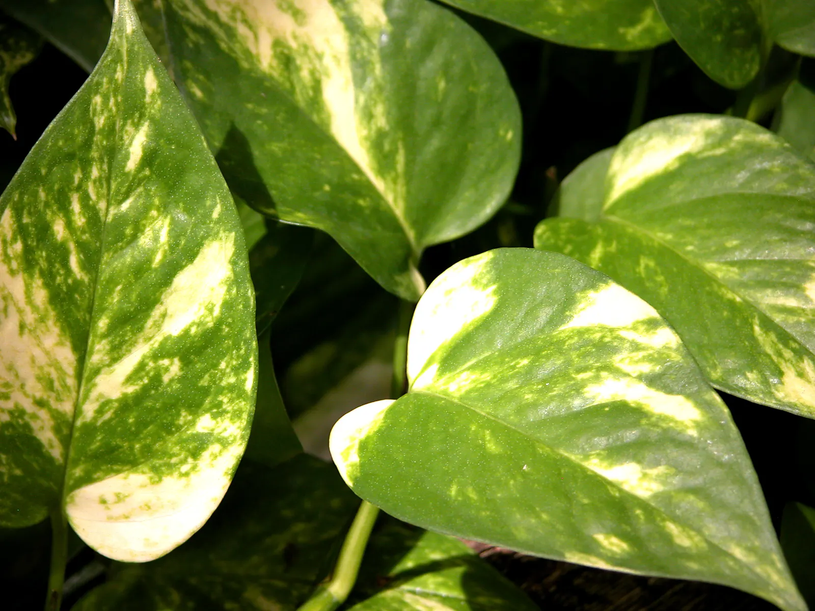 Pothos (Epipremnum Aureum) — Hanging baskets, specifically, allow the cascading vines to add dimension and depth to garden designs; with, image 55