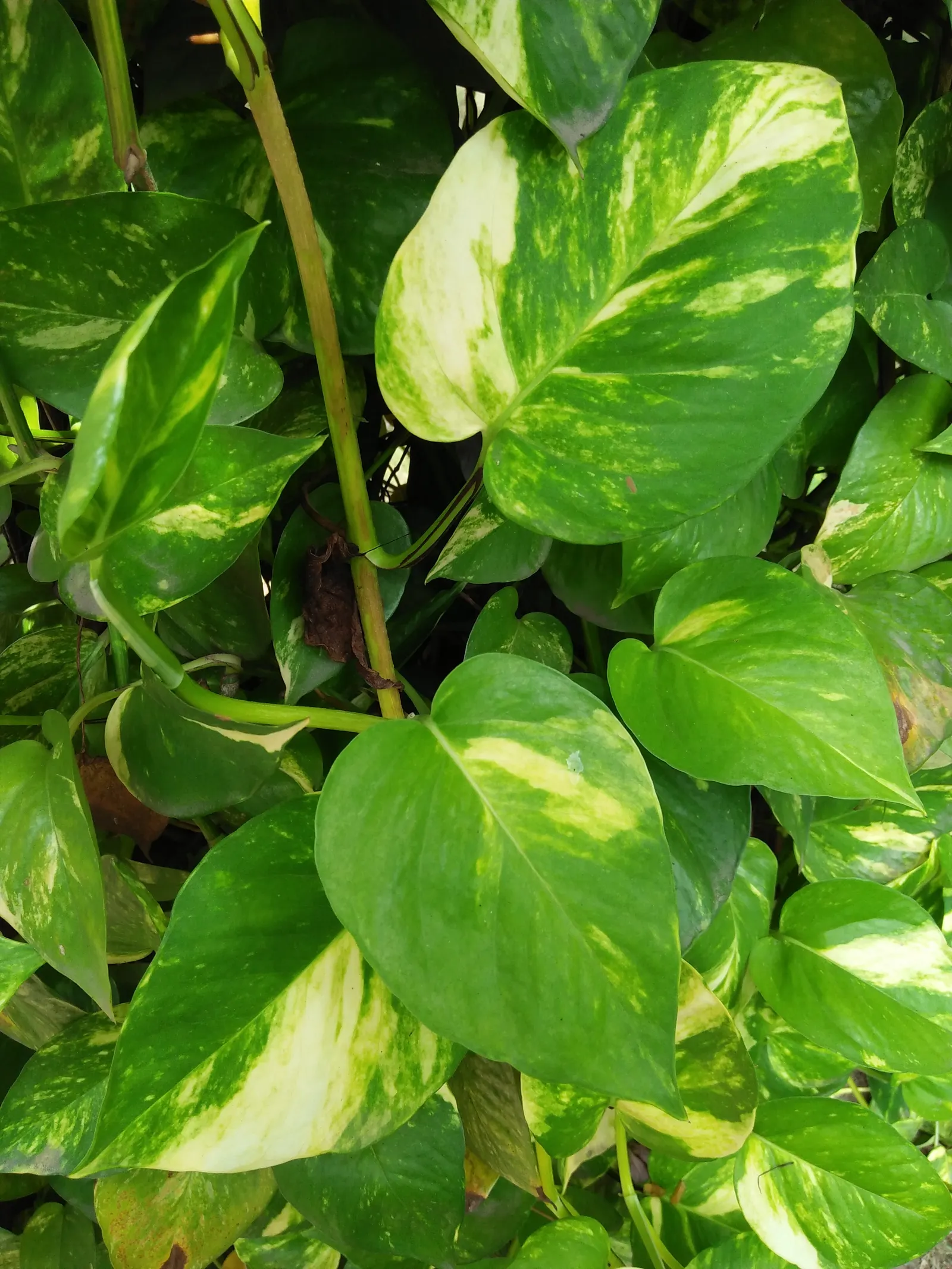 Pothos (Epipremnum Aureum) — is a versatile and hardy evergreen vine renowned for its attractive; heart-shaped leaves which often feature, image 102