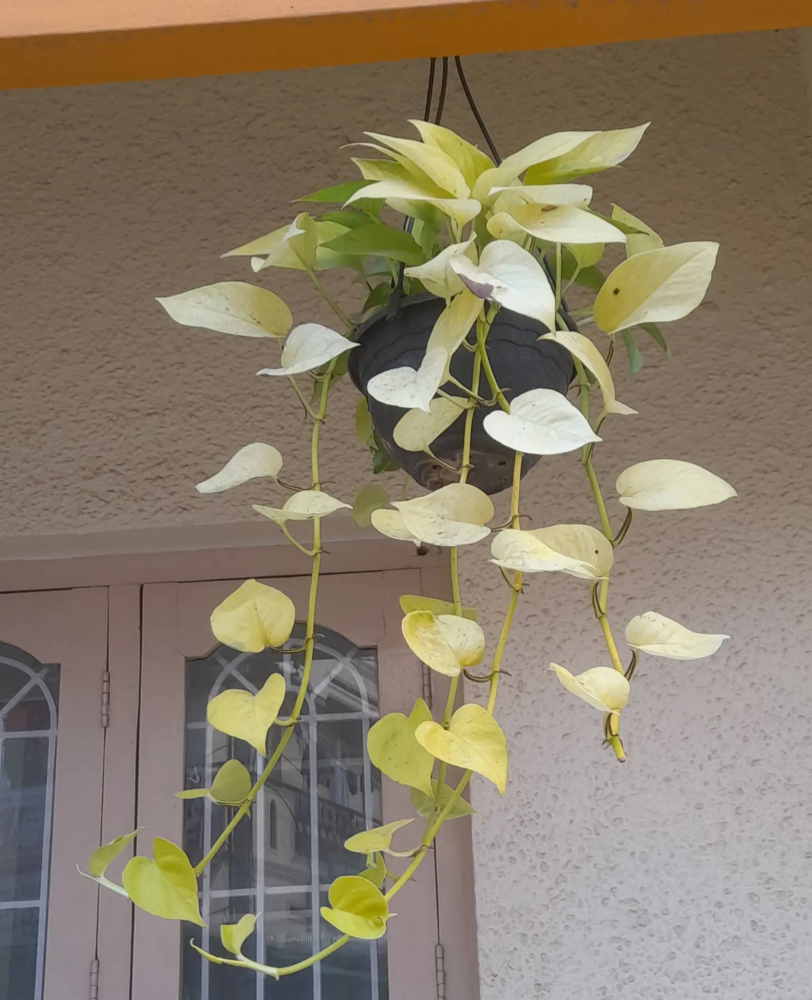 Pothos (Epipremnum Aureum) — perennial / vine for deep shade or half or shade; or trained along trellises and walls, image 57