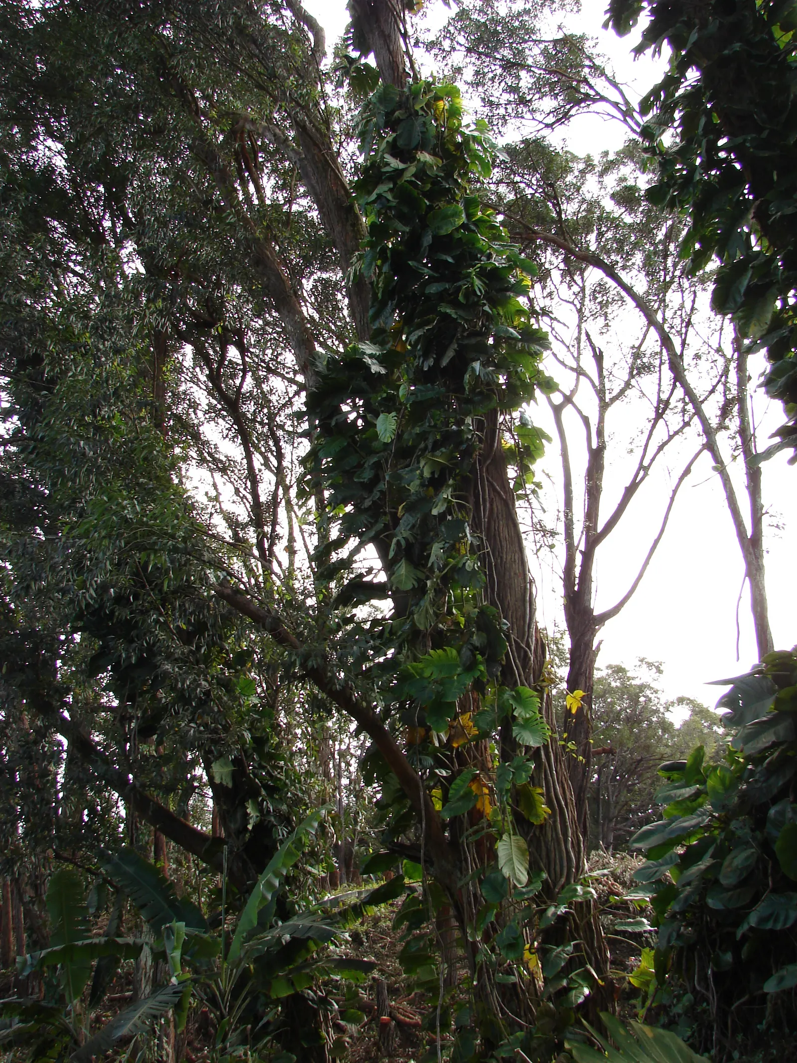 Pothos (Epipremnum Aureum) — Pothos (Epipremnum aureum), a versatile trailing evergreen, is a staple for indoor spaces; it prefers well-draining, image 115