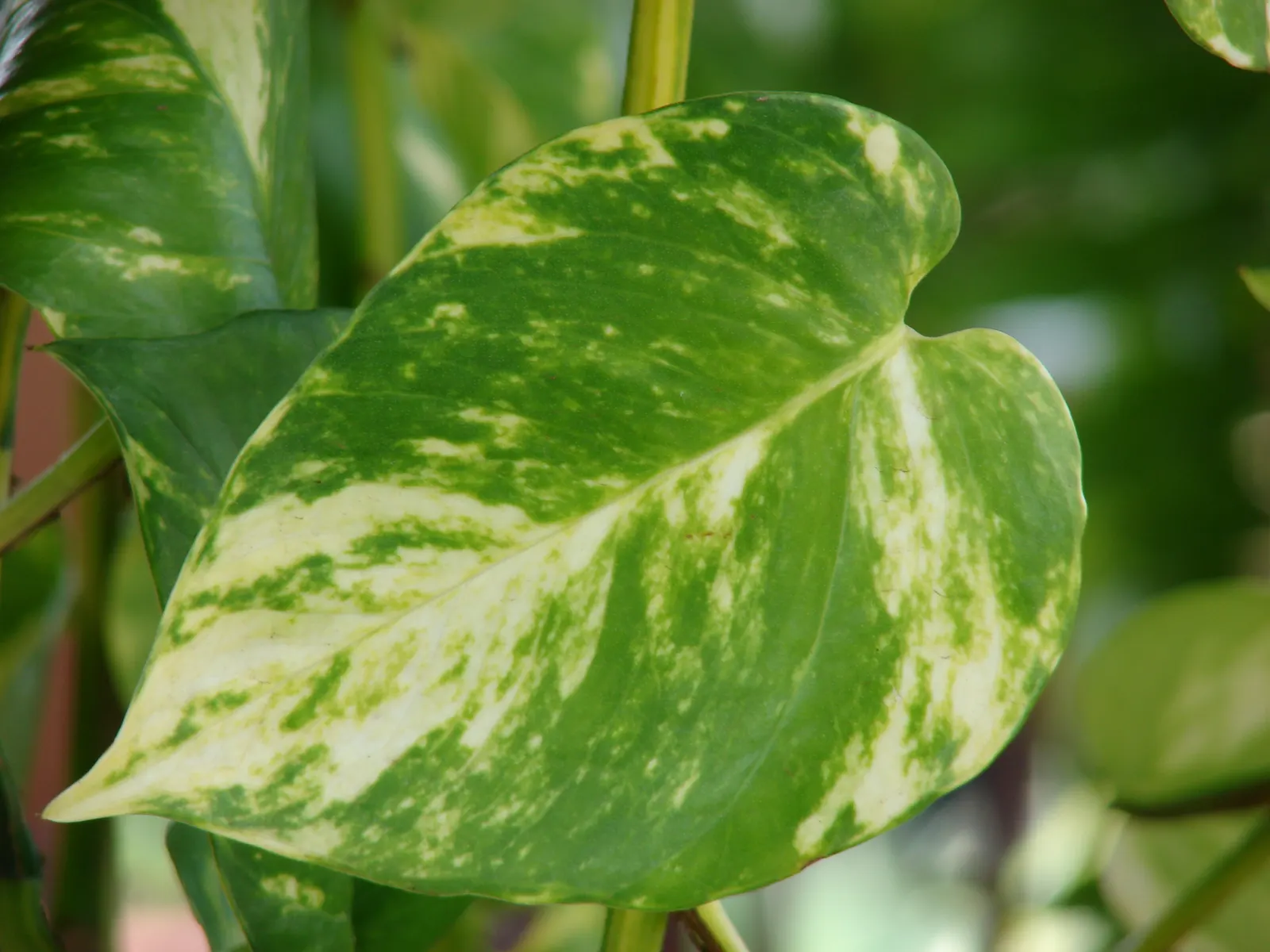 Pothos (Epipremnum Aureum) — commonly referred to as Pothos or Devil's Ivy; pothos (Epipremnum aureum), a versatile trailing evergreen, is a staple, image 101