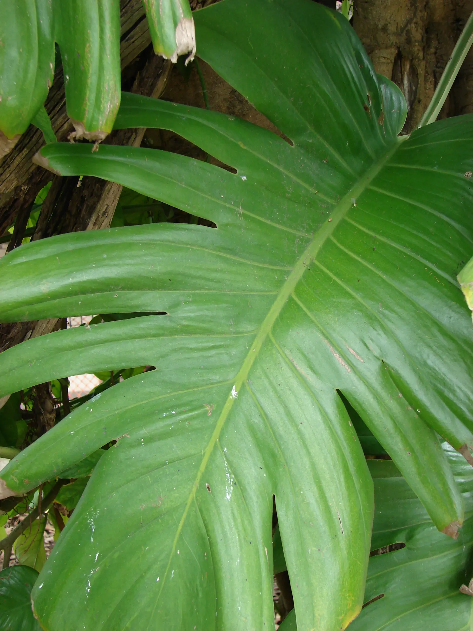 Pothos (Epipremnum Aureum) — A perfect accent in hanging baskets or climbing on structures when provided support; regular pruning can help maintain, image 100