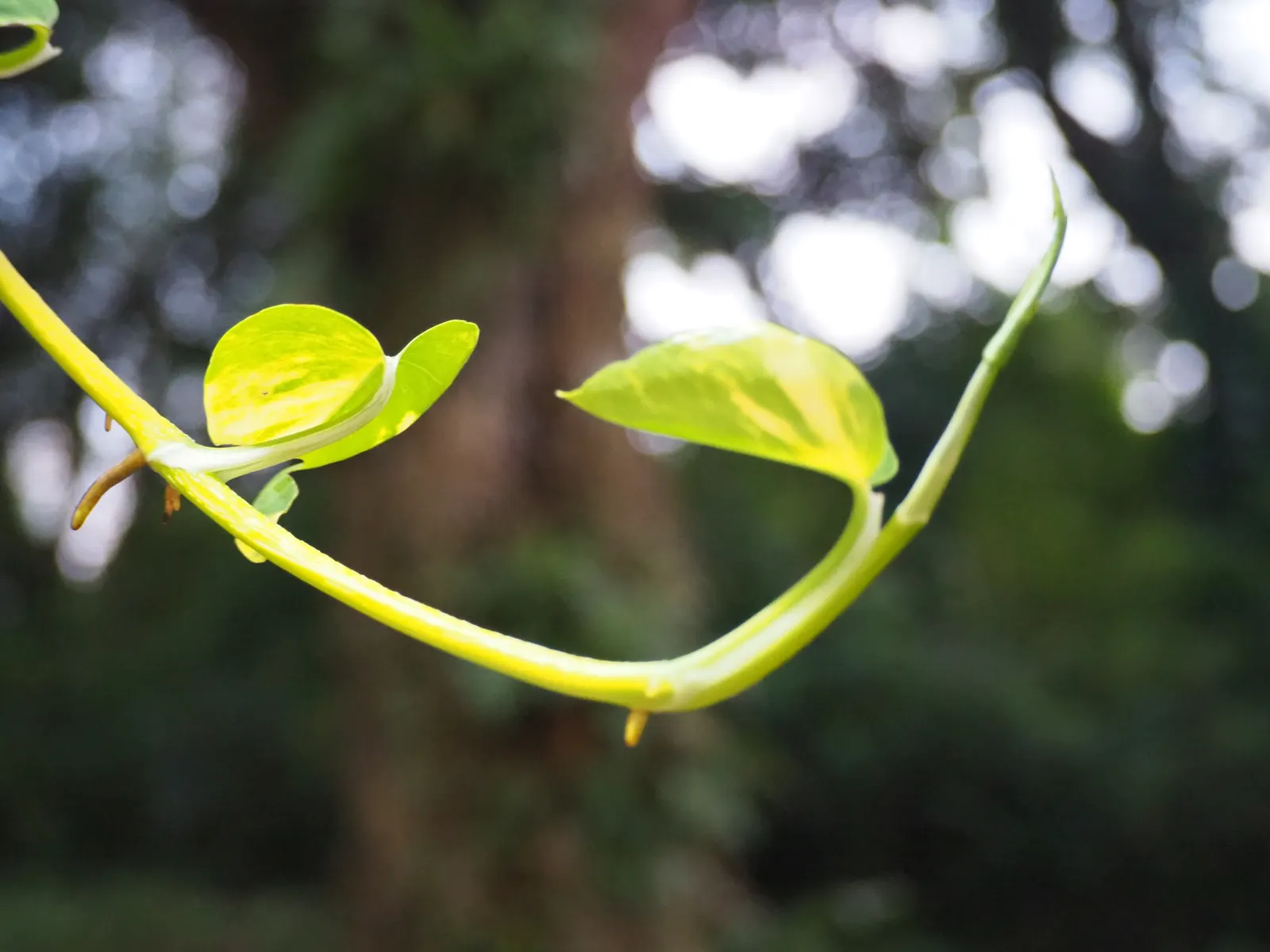 Pothos (Epipremnum Aureum) — Regular pruning can help maintain its size and encourage more bushy growth if desired; with individual leaves reaching, image 108
