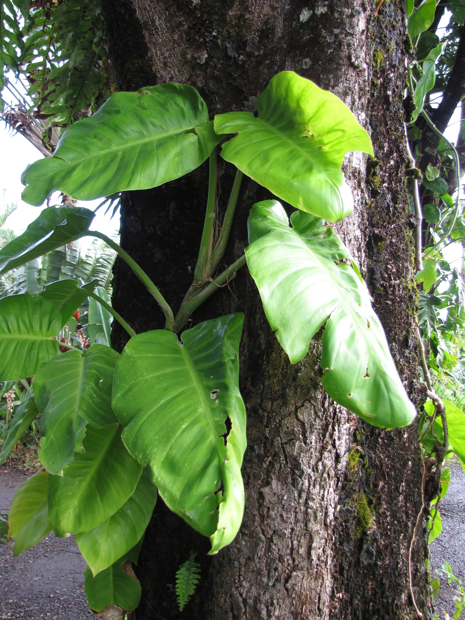 Pothos (Epipremnum Aureum) — which makes it exceptionally accommodating in a variety of landscape designs; this hardy species can grow vines over, image 104