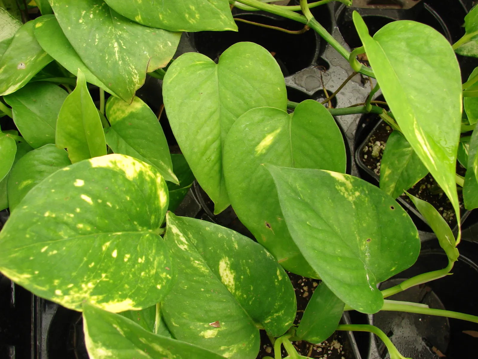 Pothos (Epipremnum Aureum) — heart-shaped leaves which often feature variegated patterns of yellow; as a ground cover in warm climates, image 103