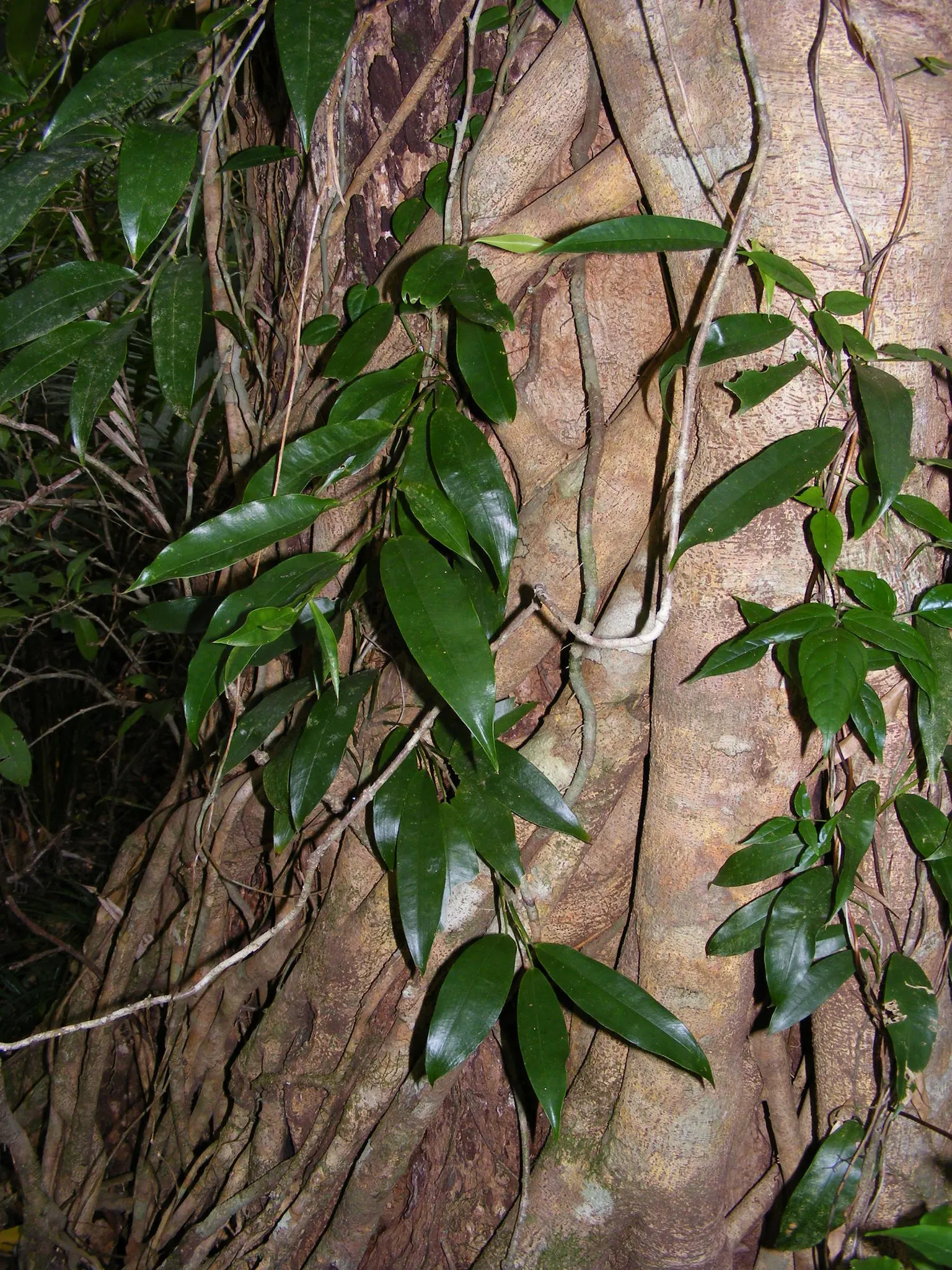 Pothos (Epipremnum Aureum) — which makes it exceptionally accommodating in a variety of landscape designs; this hardy species can grow vines over, image 66