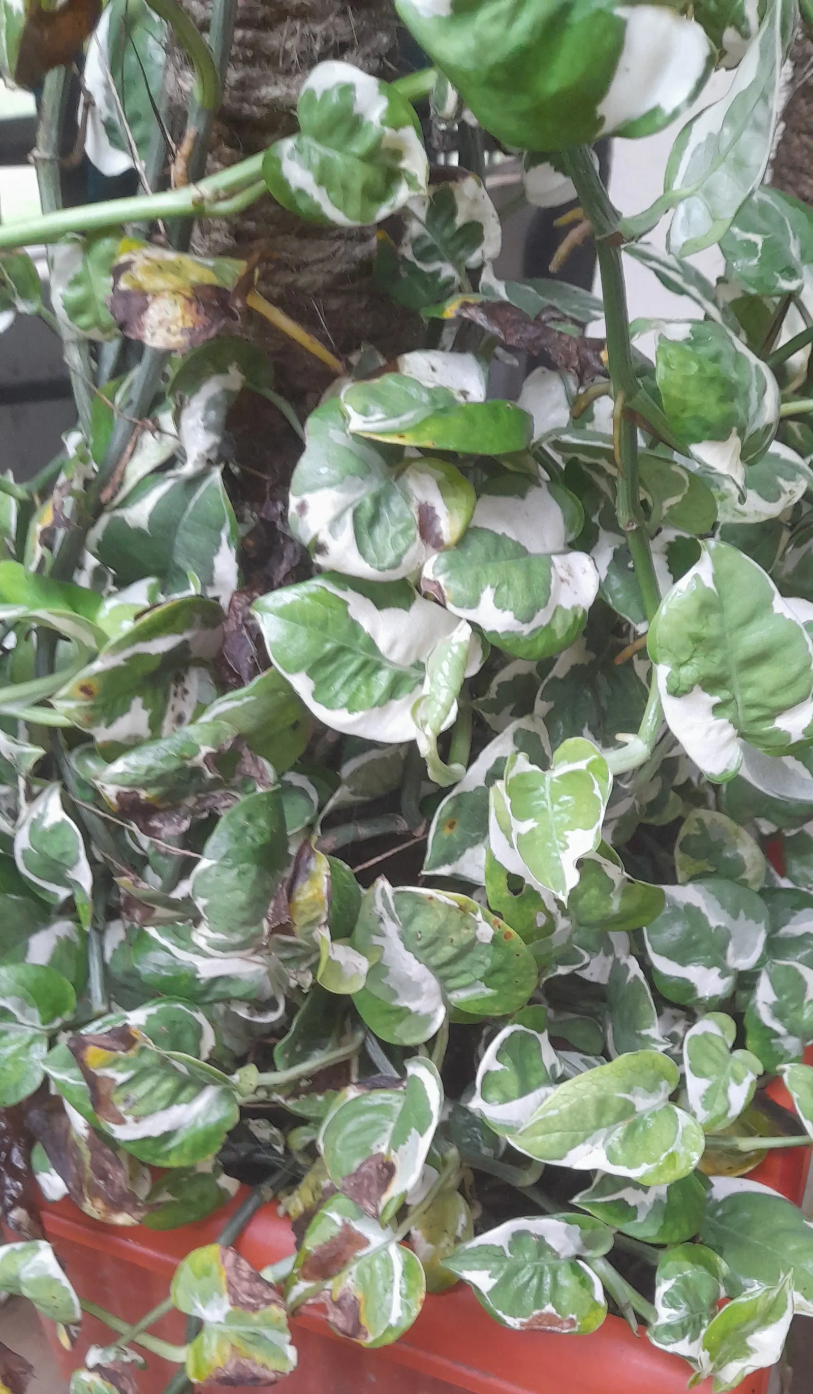 Pothos (Epipremnum Aureum) — This hardy species can grow vines over 10 feet long under ideal conditions, but can be pruned for tidiness; green, image 60