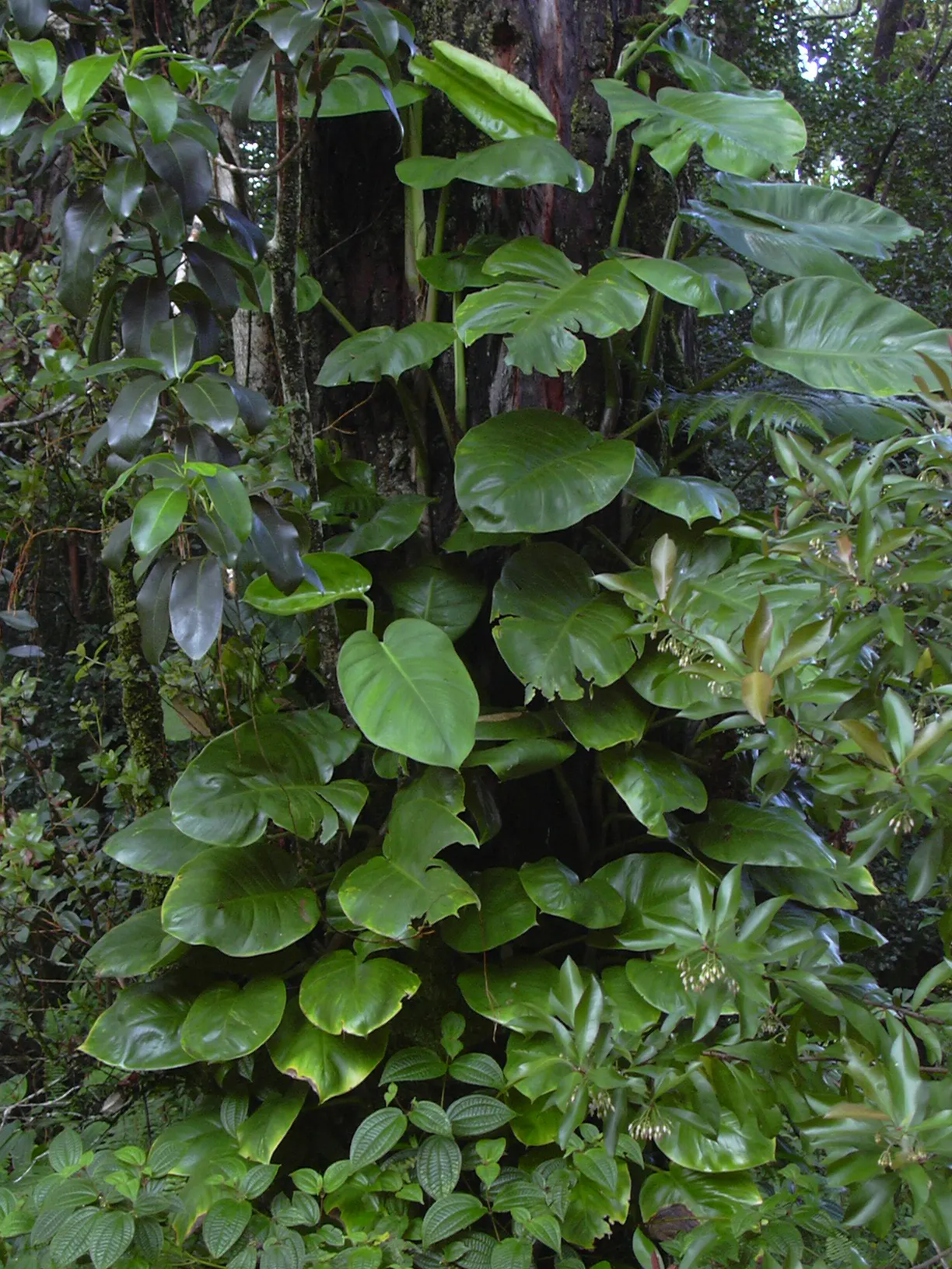 Pothos (Epipremnum Aureum) — green spaces for clients to enjoy; which makes it exceptionally accommodating in a variety of landscape designs, image 113