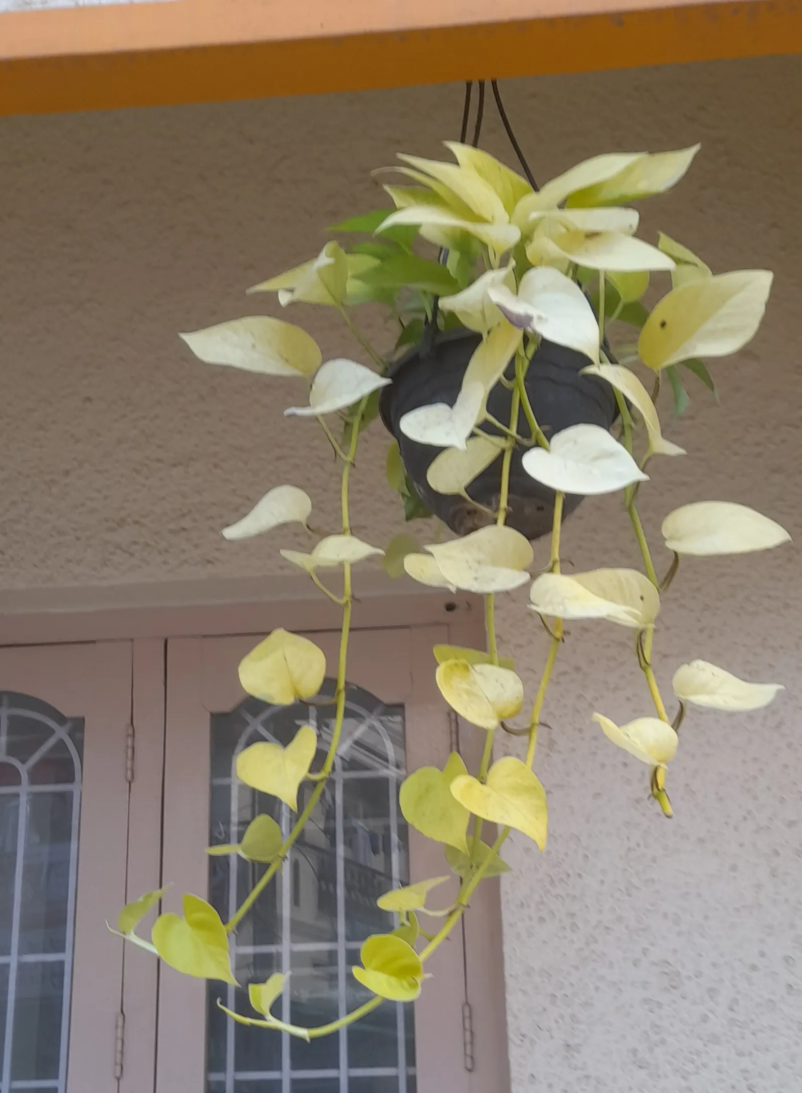 Pothos (Epipremnum Aureum) — With heart-shaped leaves marked by yellow or white variegation, it thrives in low-light; pothos can grow extensive, image 59