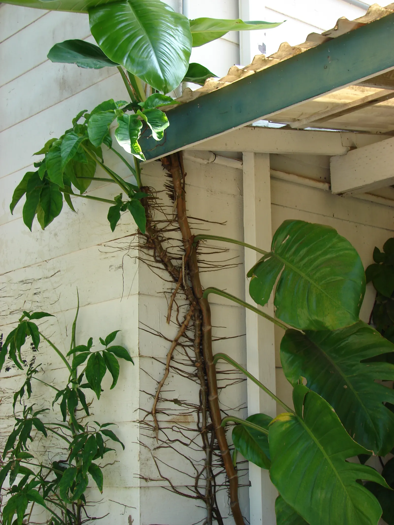 Pothos (Epipremnum Aureum) — or trained along trellises and walls; the Pothos can be utilized in hanging baskets, image 111