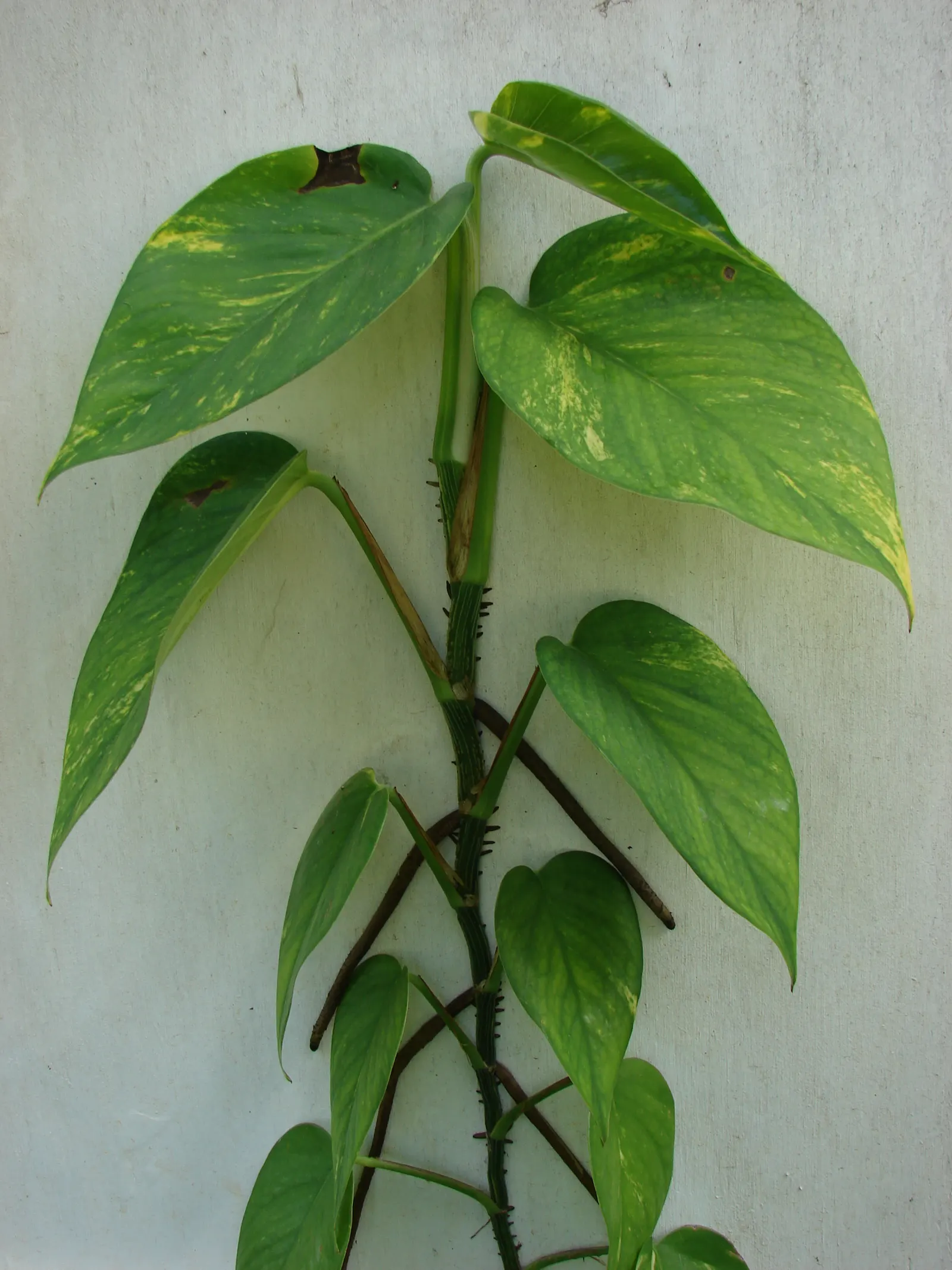 Pothos (Epipremnum Aureum) — with individual leaves reaching up to 4 to 8 inches in length; a perfect accent in hanging baskets or climbing on, image 107