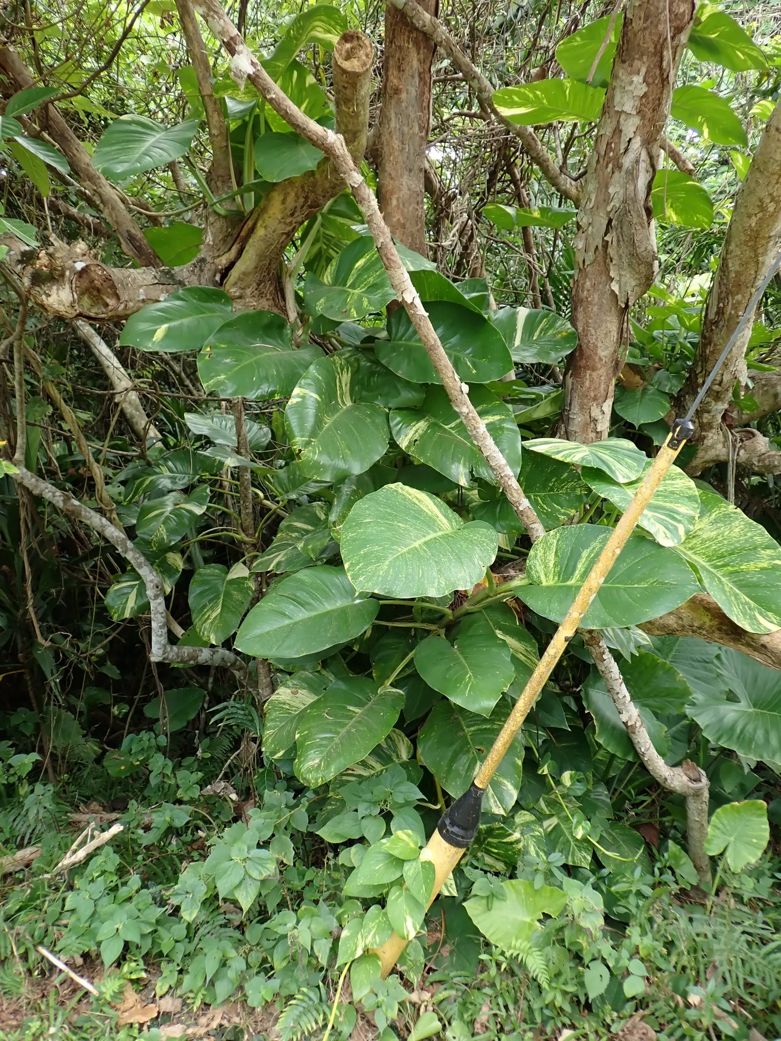 Pothos (Epipremnum Aureum) — perennial / vine for deep shade or half or shade; or trained along trellises and walls, image 114
