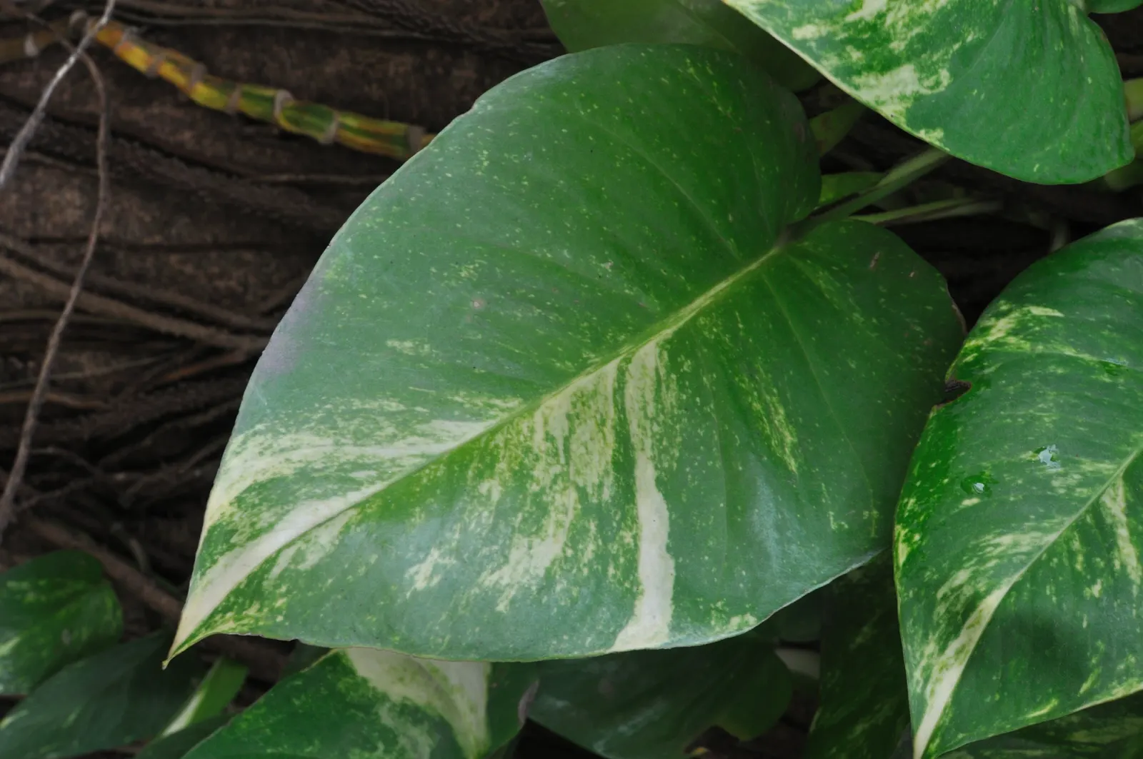 Pothos (Epipremnum Aureum) — Pothos can grow extensive vines; hanging baskets, specifically, allow the cascading vines to add dimension and depth, image 106