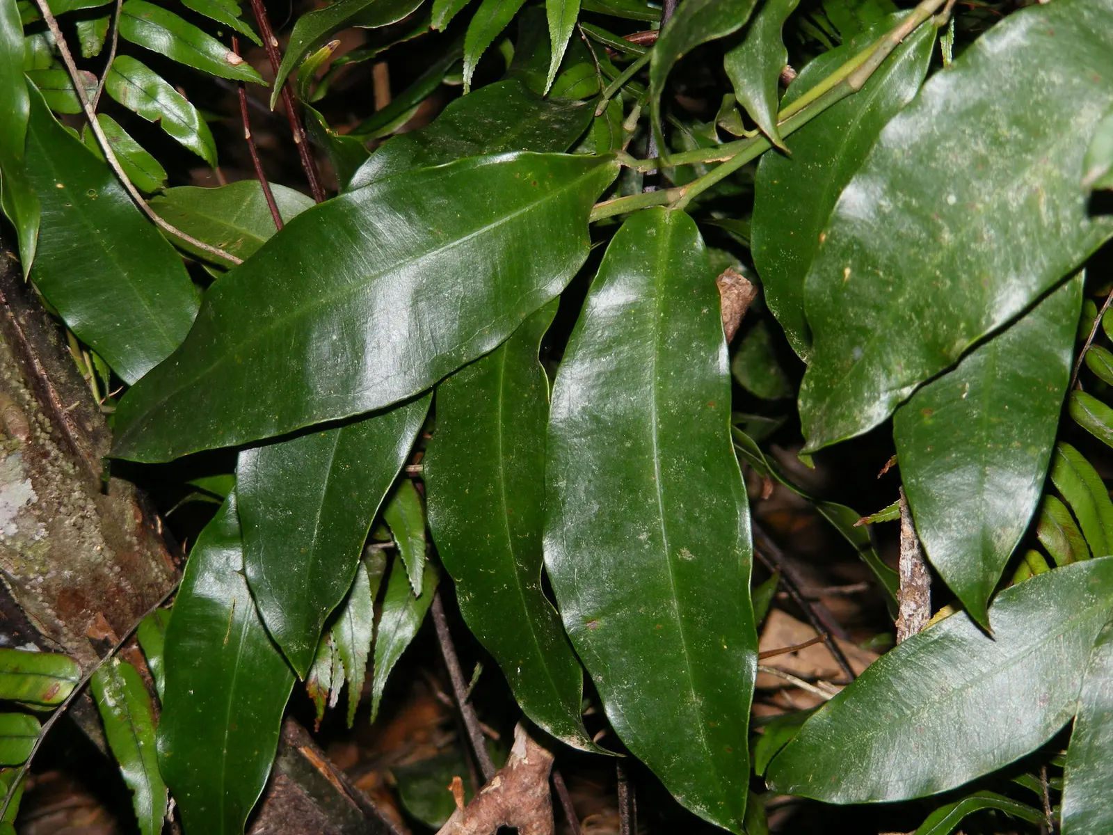 Pothos (Epipremnum Aureum) — heart-shaped leaves which often feature variegated patterns of yellow; as a ground cover in warm climates, image 65