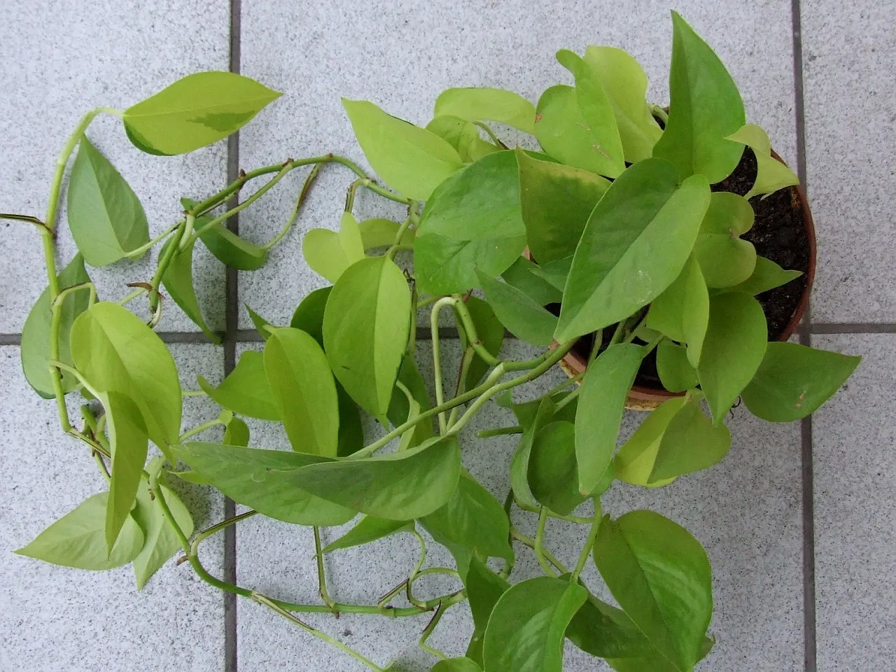 Pothos (Epipremnum Aureum) — Hanging baskets, specifically, allow the cascading vines to add dimension and depth to garden designs; with, image 112