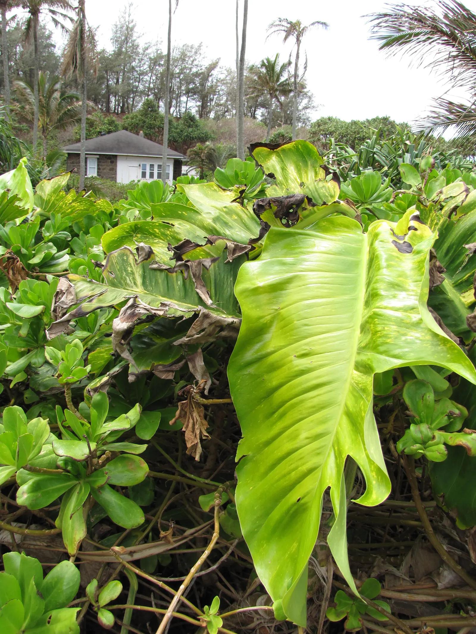 Pothos (Epipremnum Aureum) — This plant's forgiving nature is perfect for clients who may not be regular gardeners.<br><br>In terms of size, image 105