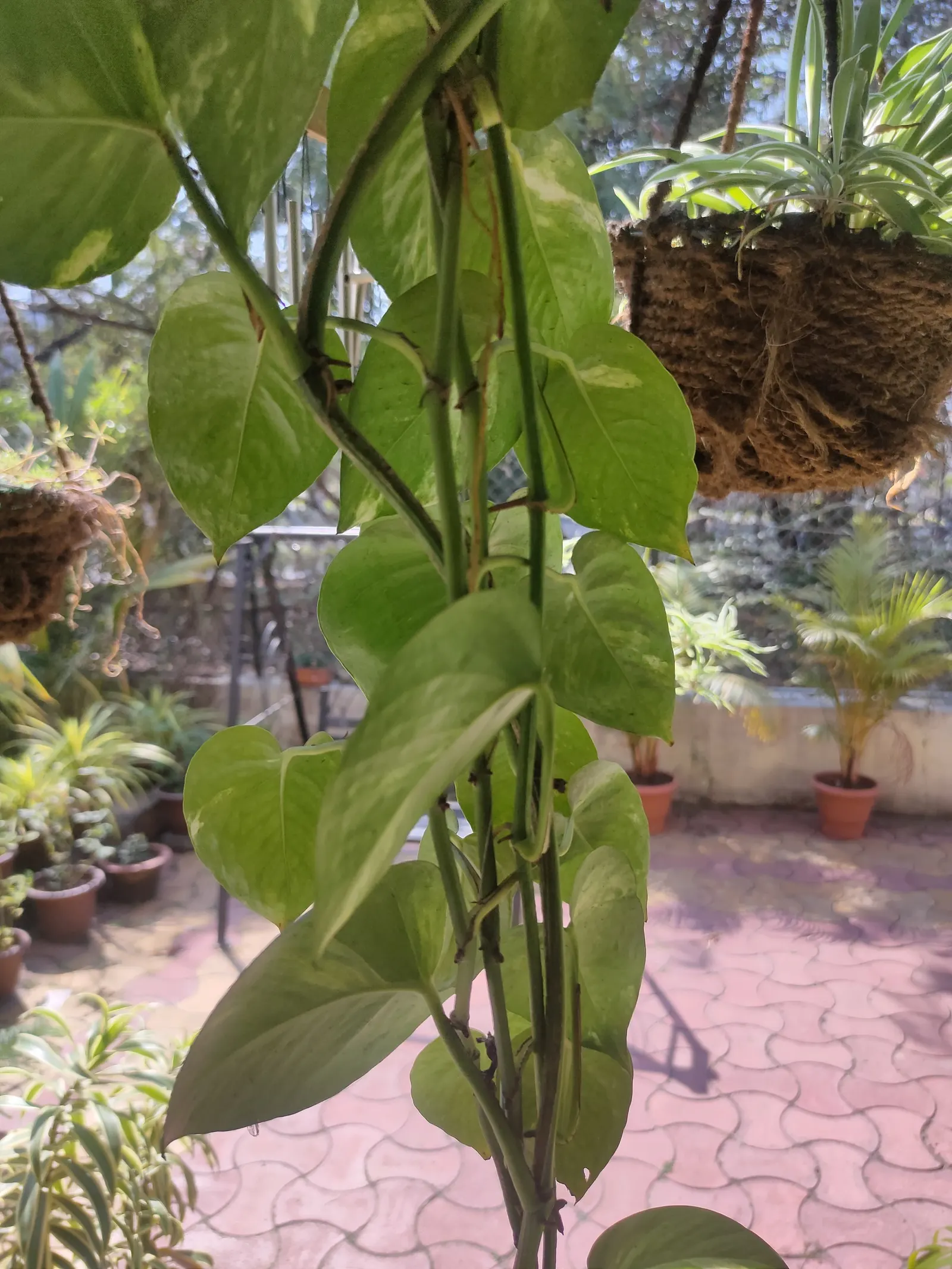 Pothos (Epipremnum Aureum) — or trained along trellises and walls