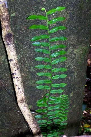 Pothos (Epipremnum Aureum) — commonly referred to as Pothos or Devil's Ivy