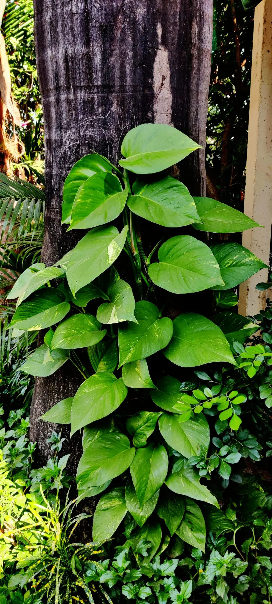 Pothos (Epipremnum Aureum) — This hardy species can grow vines over 10 feet long under ideal conditions, but can be pruned for tidiness