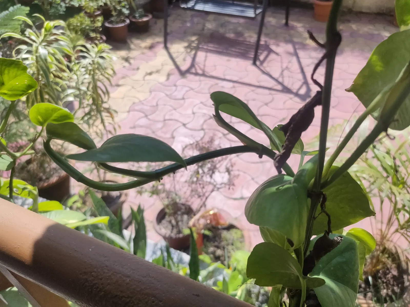 Pothos (Epipremnum Aureum) — as a ground cover in warm climates