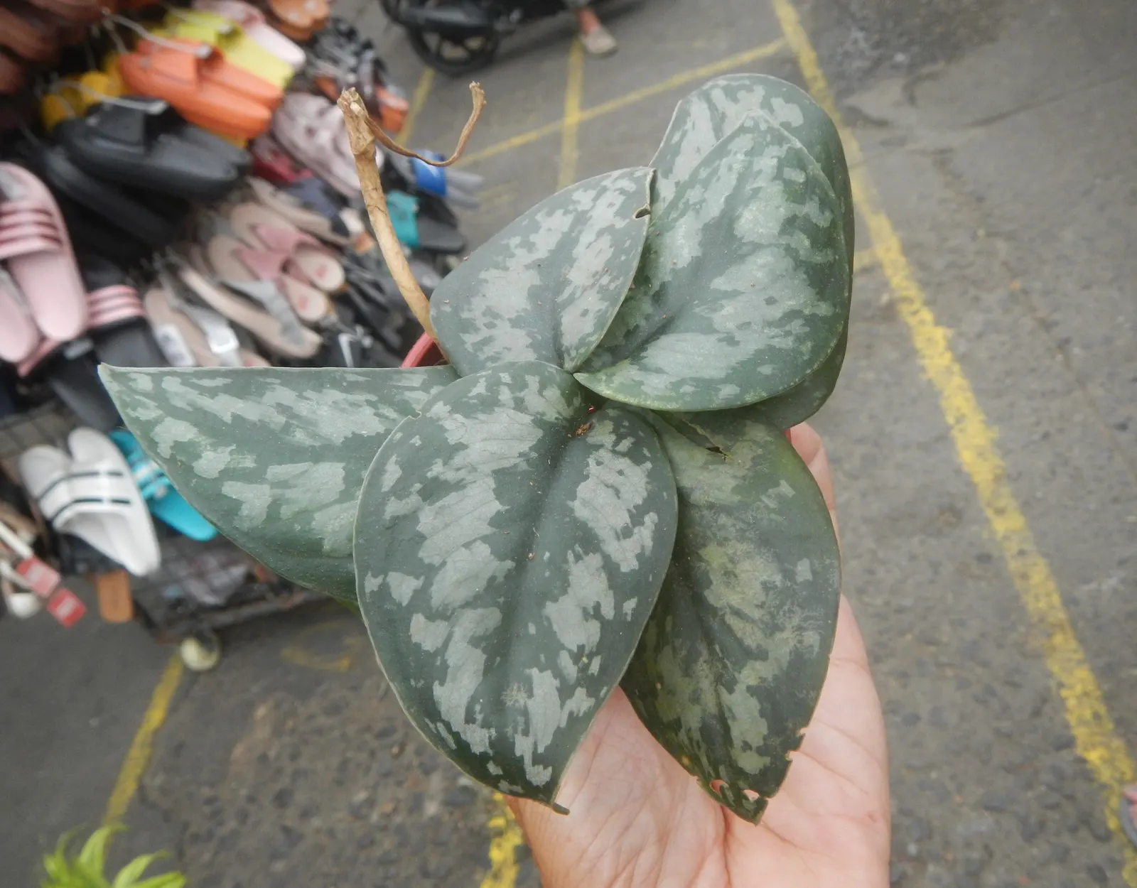 Pothos (Epipremnum Aureum) — A perfect accent in hanging baskets or climbing on structures when provided support; regular pruning can help maintain, image 81