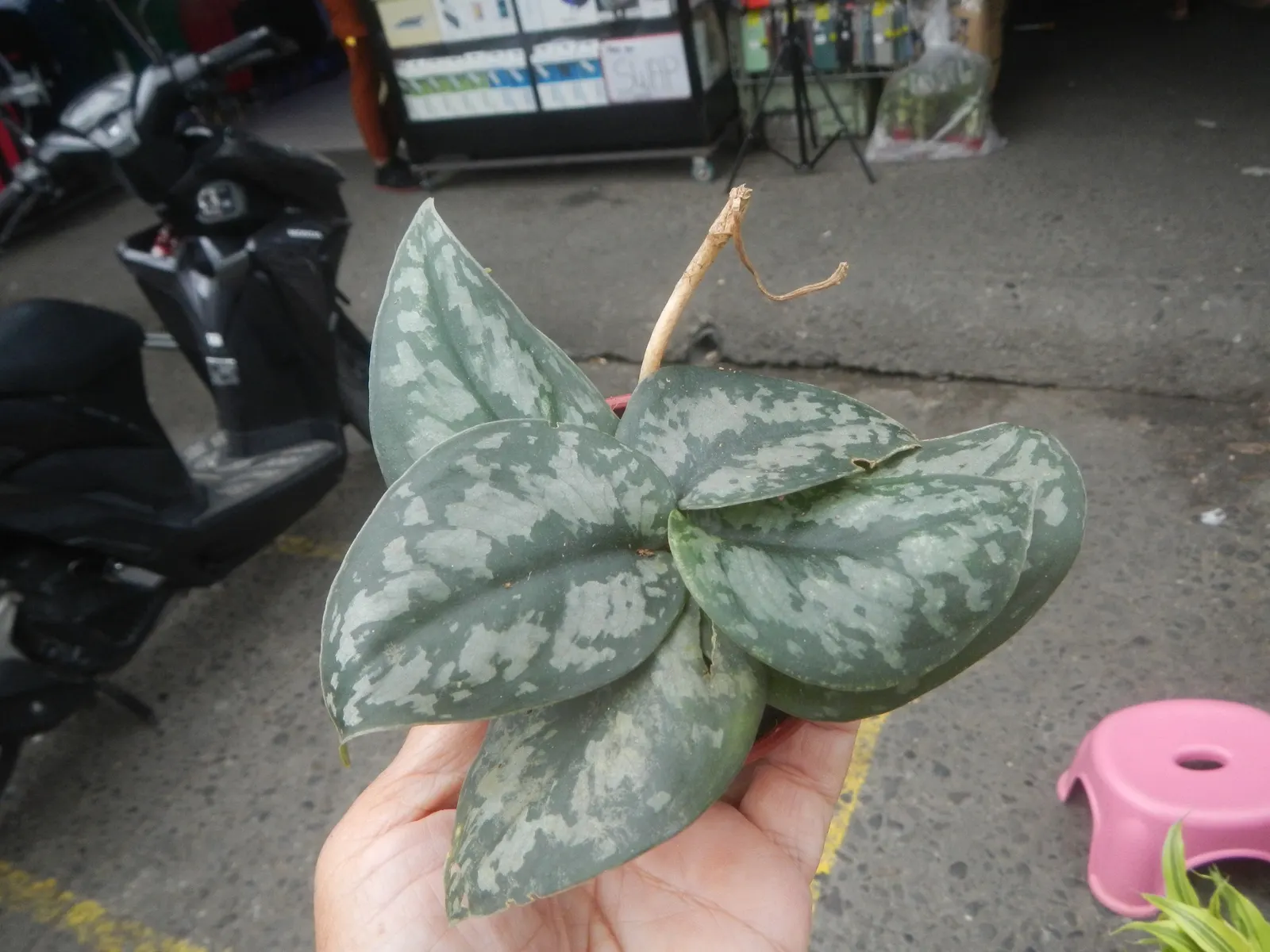 Pothos (Epipremnum Aureum) — This plant's forgiving nature is perfect for clients who may not be regular gardeners.<br><br>In terms of size, image 86