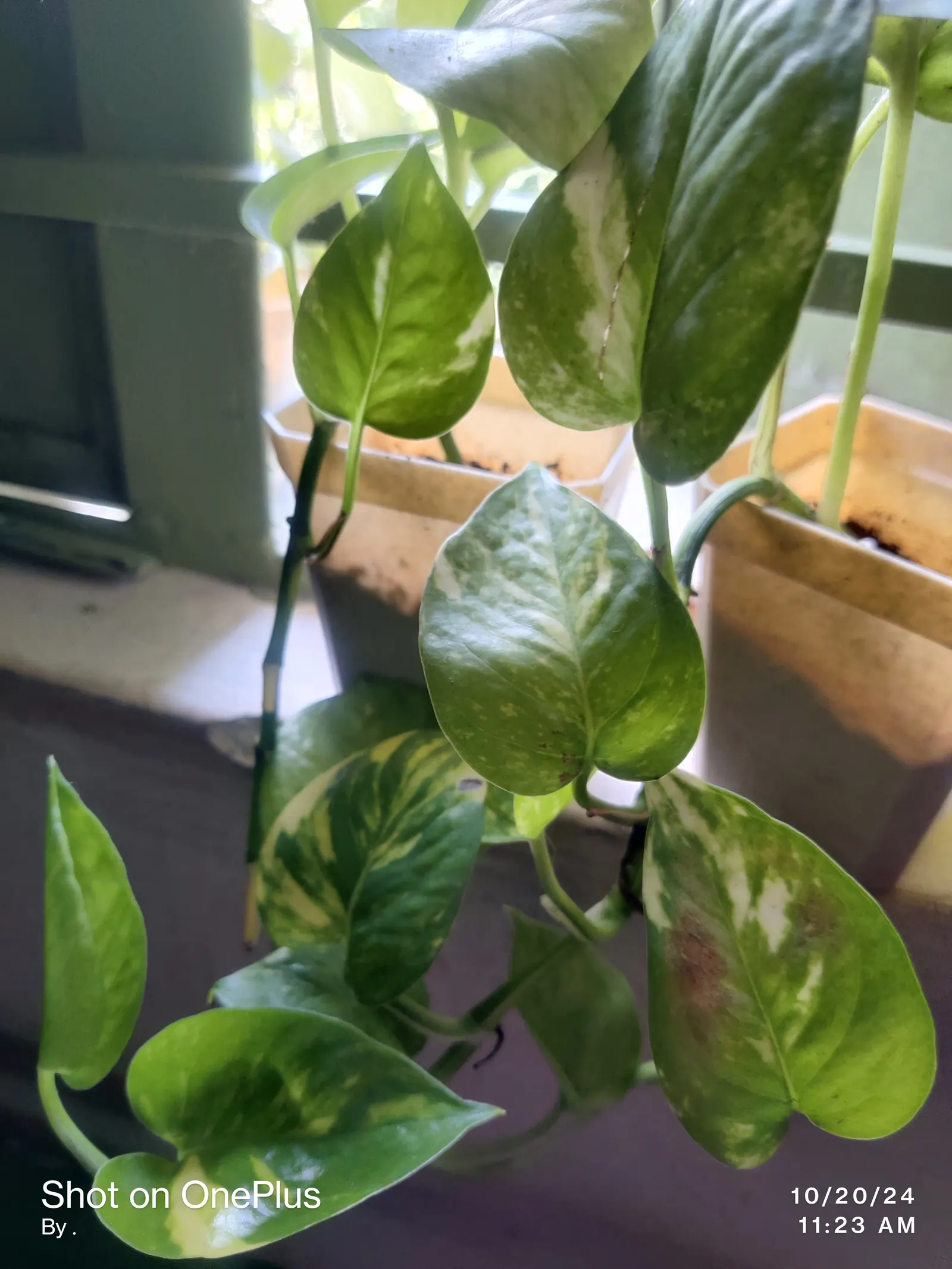 Pothos (Epipremnum Aureum) — with individual leaves reaching up to 4 to 8 inches in length; a perfect accent in hanging baskets or climbing on, image 88