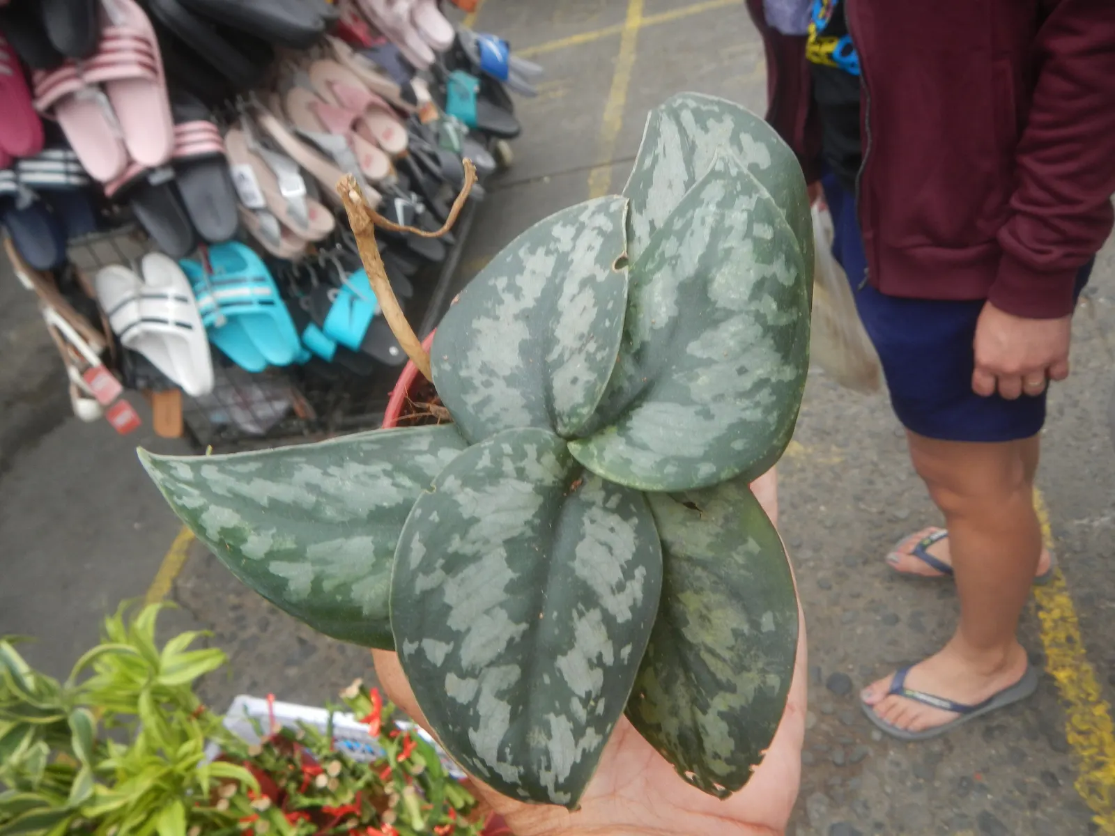 Pothos (Epipremnum Aureum) — which makes it exceptionally accommodating in a variety of landscape designs; this hardy species can grow vines over, image 85