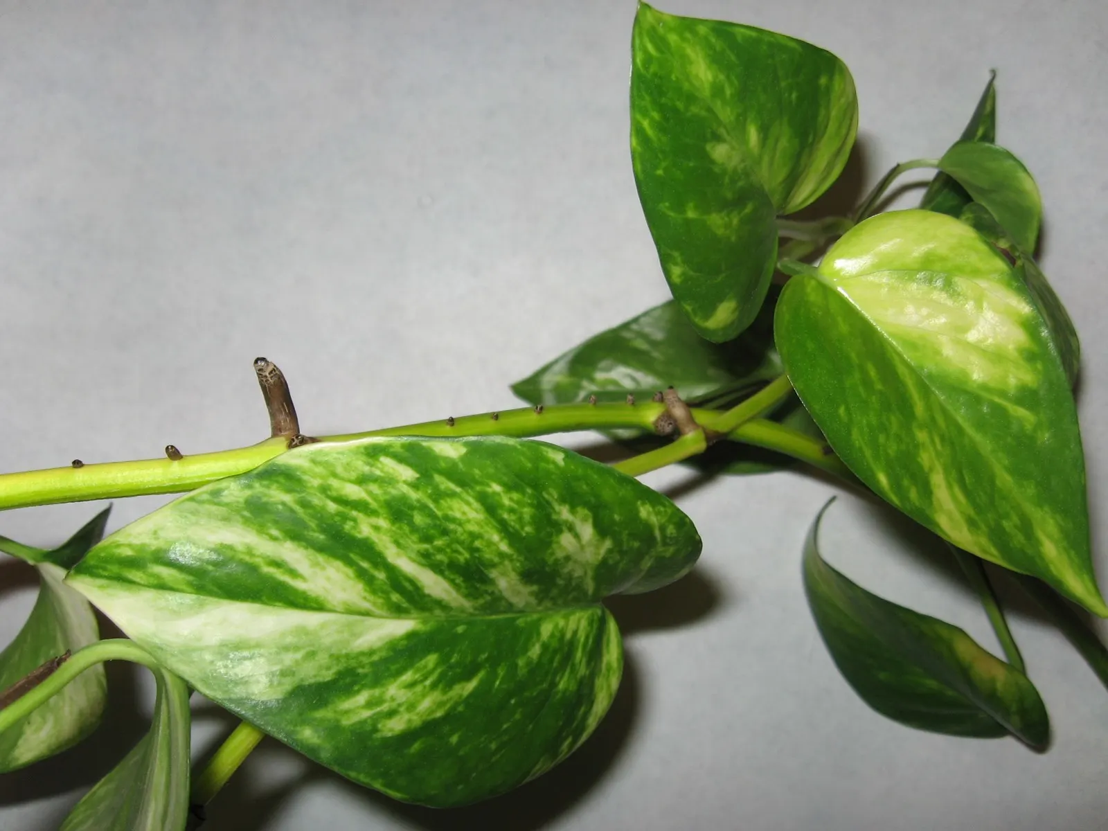 Pothos (Epipremnum Aureum) — the Pothos can be utilized in hanging baskets; perennial / vine for deep shade or half or shade, image 128
