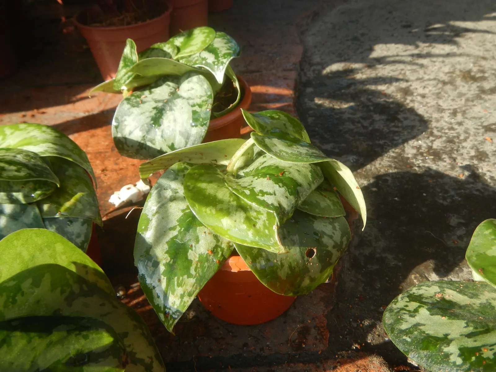Pothos (Epipremnum Aureum) — or trained along trellises and walls; the Pothos can be utilized in hanging baskets, image 73