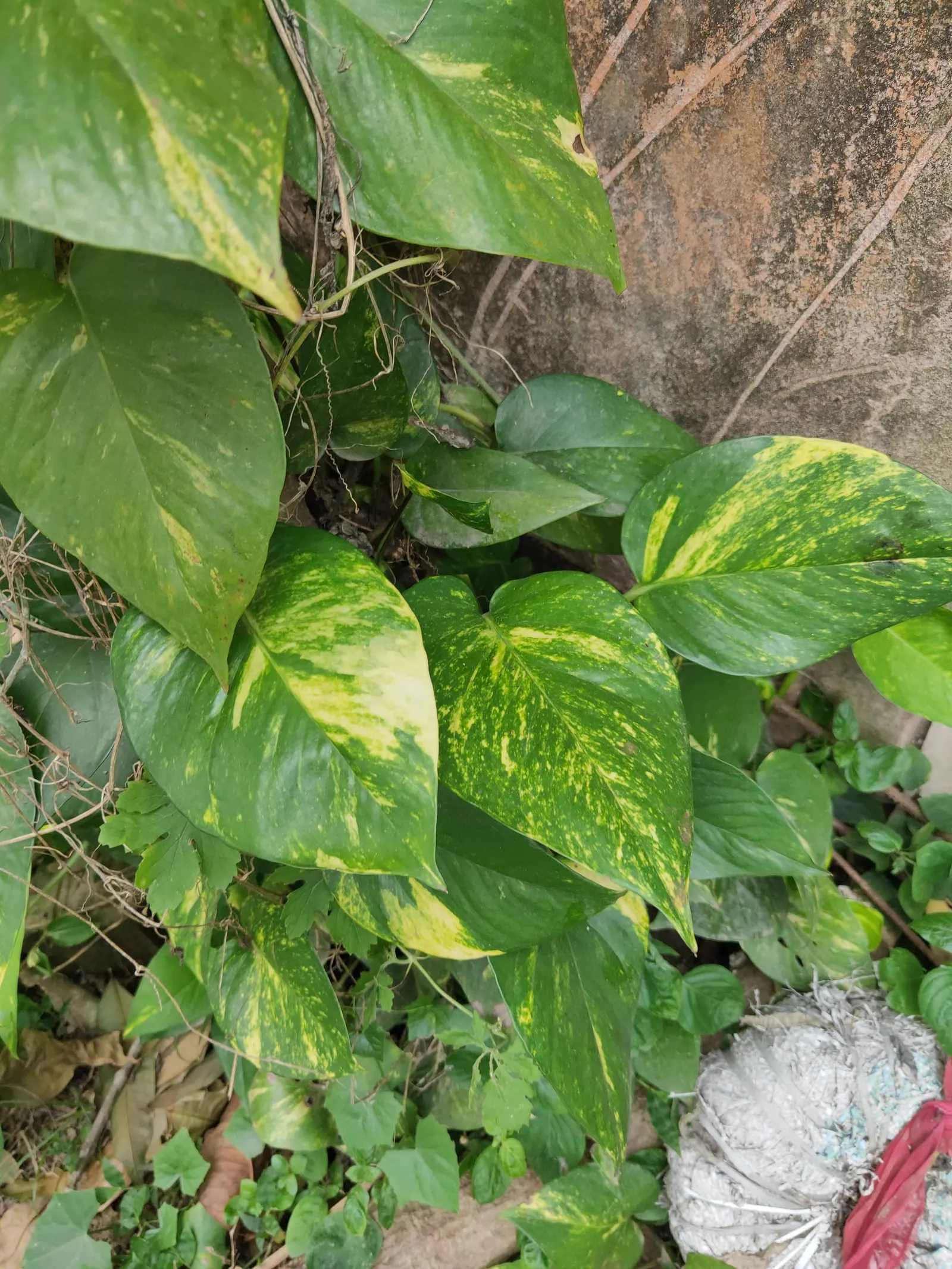 Pothos (Epipremnum Aureum) — Pothos can grow extensive vines