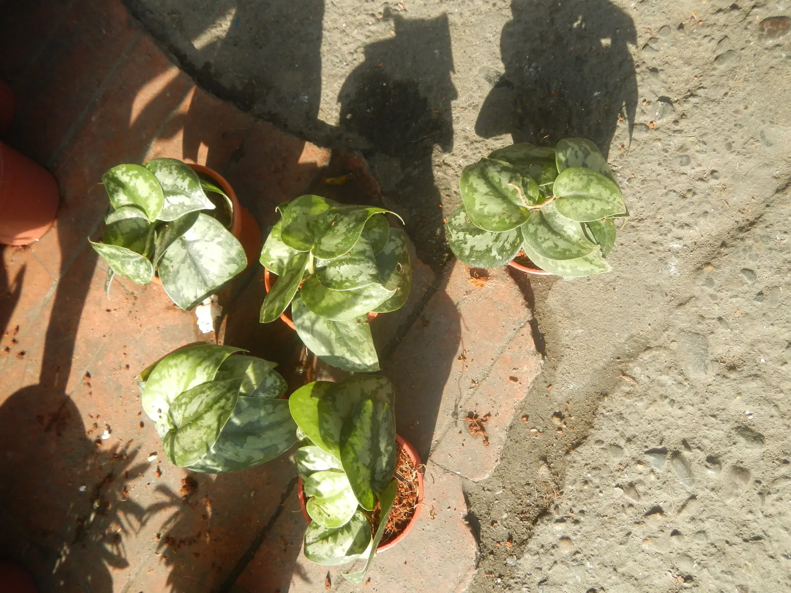 Pothos (Epipremnum Aureum) — commonly referred to as Pothos or Devil's Ivy; pothos (Epipremnum aureum), a versatile trailing evergreen, is a staple, image 82