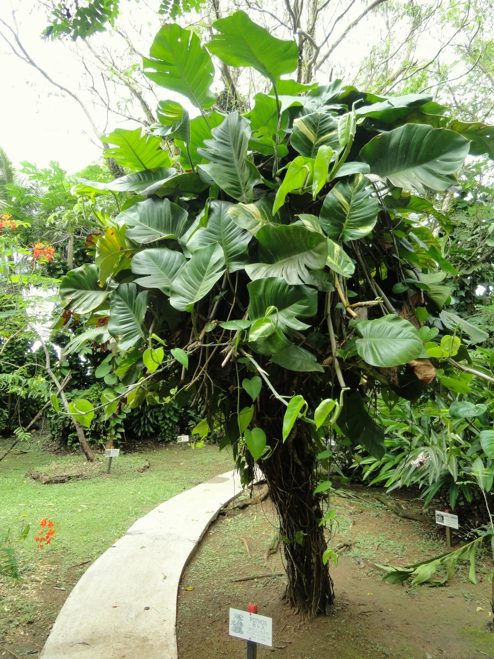 Pothos (Epipremnum Aureum) — Pothos can grow extensive vines; hanging baskets, specifically, allow the cascading vines to add dimension and depth, image 87