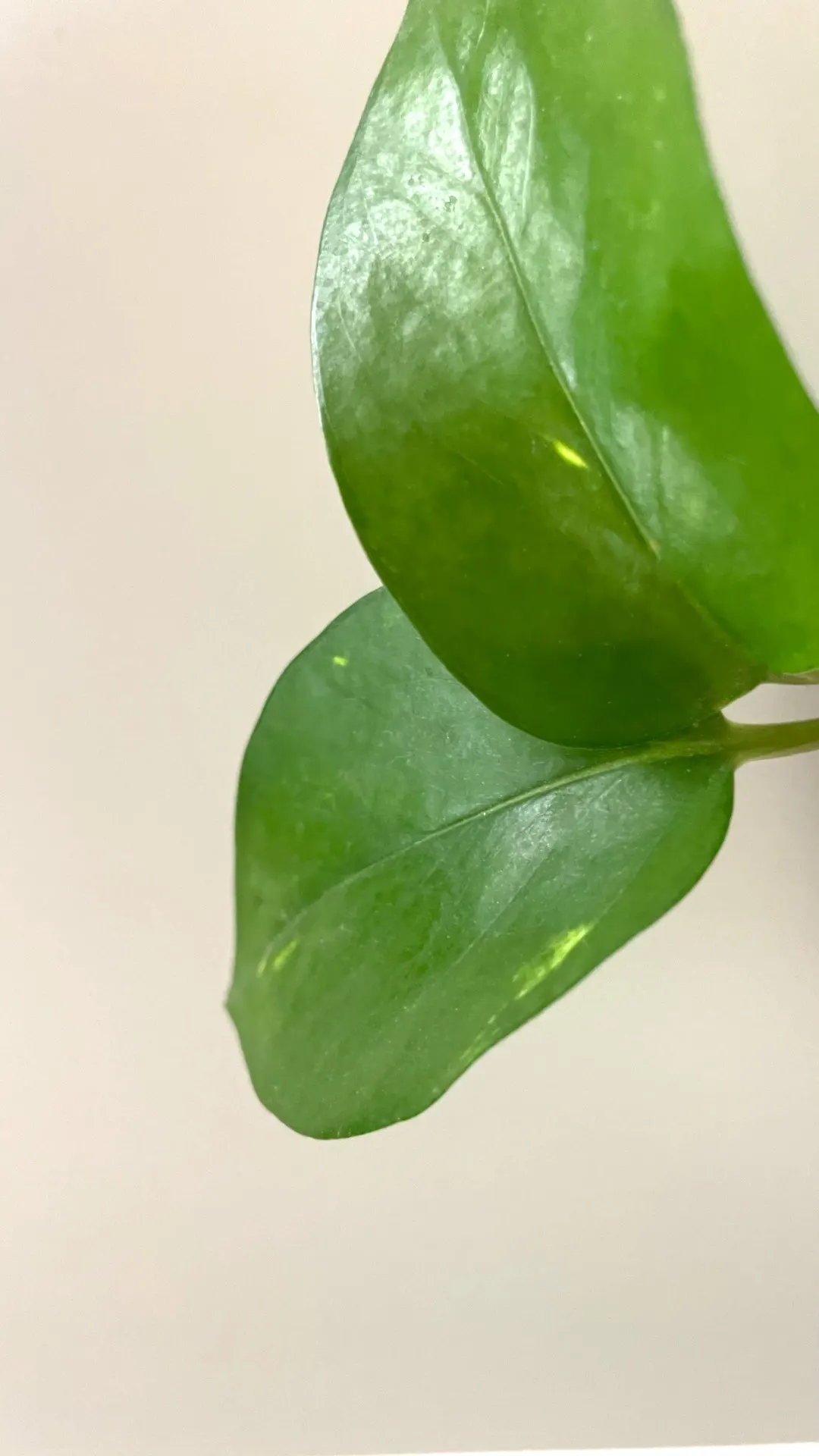 Pothos (Epipremnum Aureum) — is a versatile and hardy evergreen vine renowned for its attractive