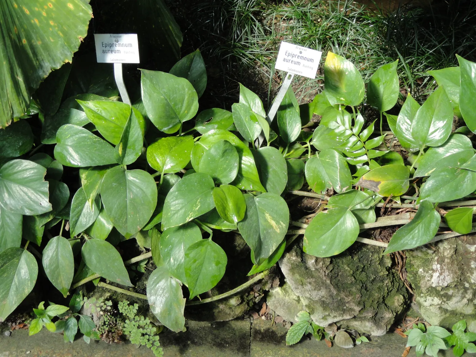 Pothos (Epipremnum Aureum) — the Pothos can be utilized in hanging baskets