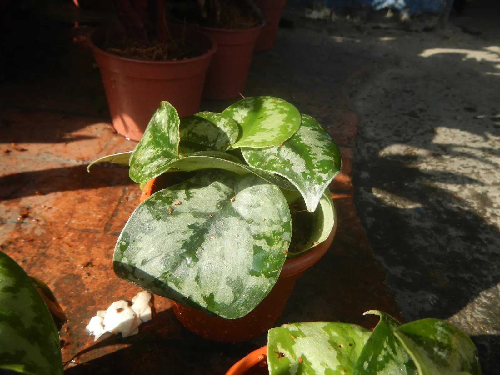 Pothos (Epipremnum Aureum) — heart-shaped leaves which often feature variegated patterns of yellow; as a ground cover in warm climates, image 84