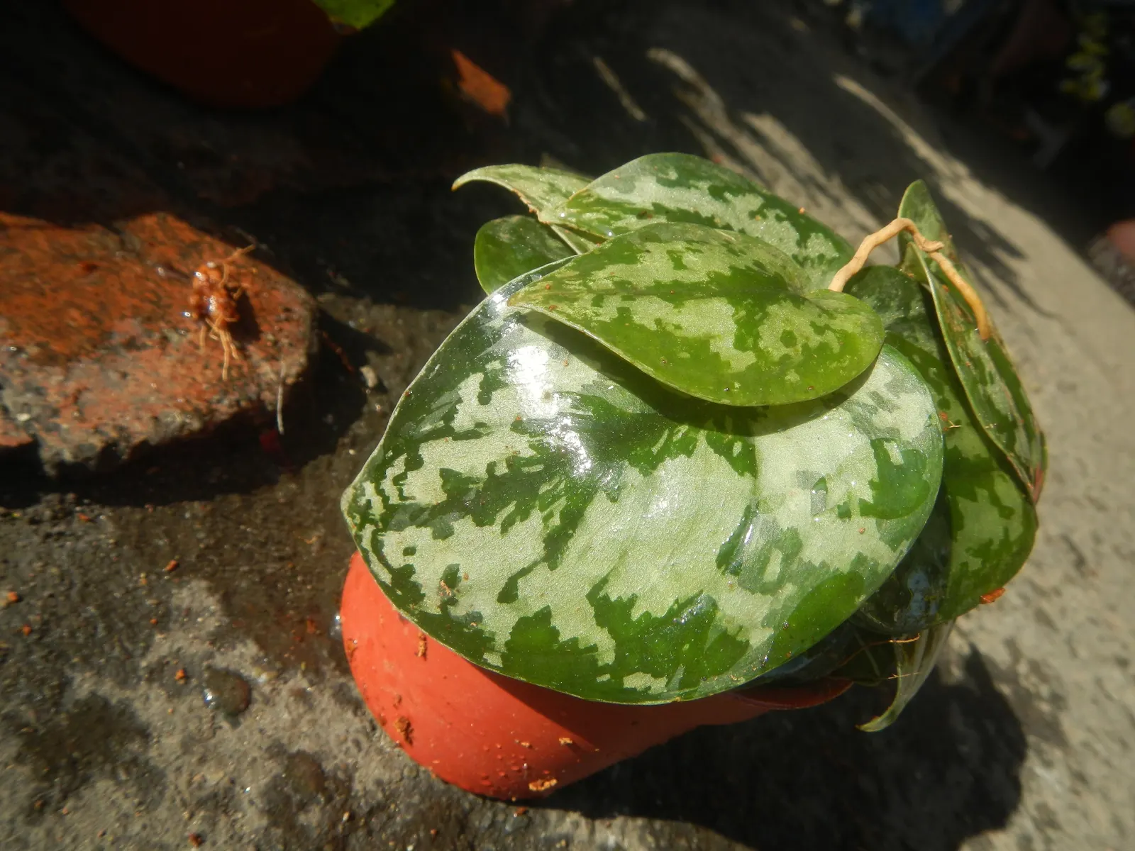 Pothos (Epipremnum Aureum) — is a versatile and hardy evergreen vine renowned for its attractive; heart-shaped leaves which often feature, image 83