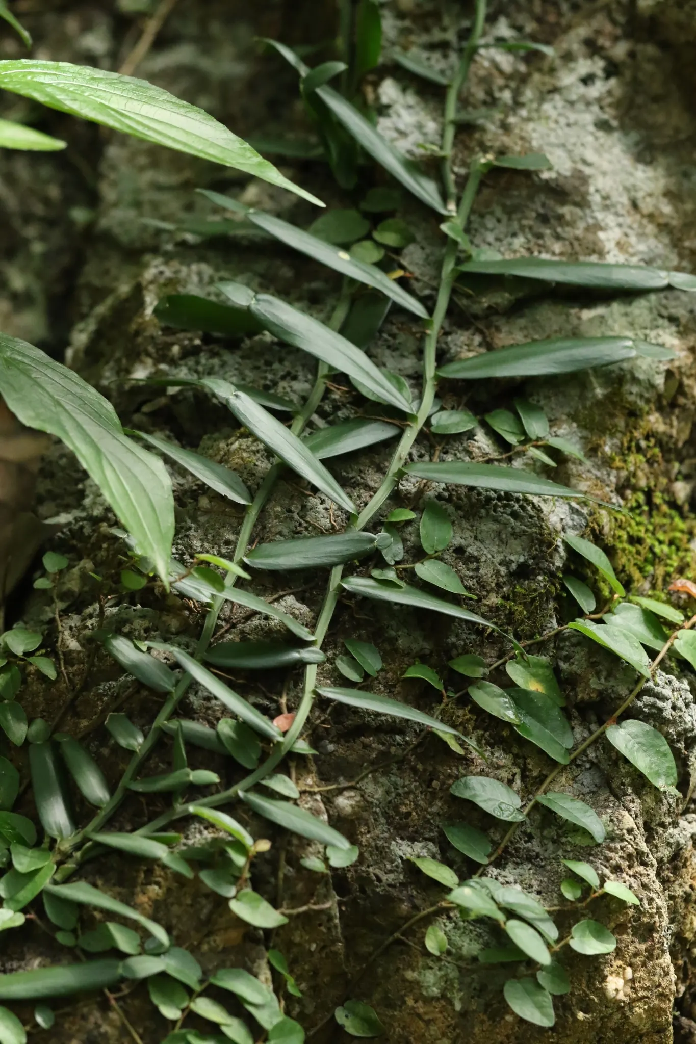 Pothos (Epipremnum Aureum) — as a ground cover in warm climates; is a versatile and hardy evergreen vine renowned for its attractive, image 91