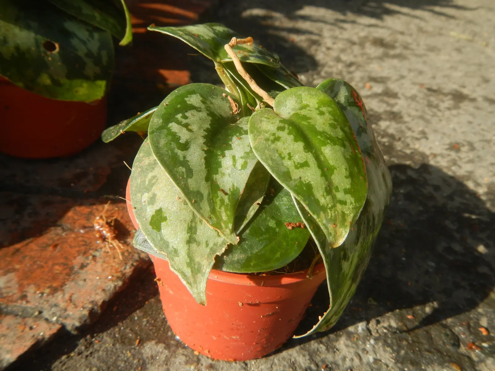 Pothos (Epipremnum Aureum) — It prefers well-draining soil and moderate watering, forgiving occasional neglect; commonly referred to as Pothos or, image 80