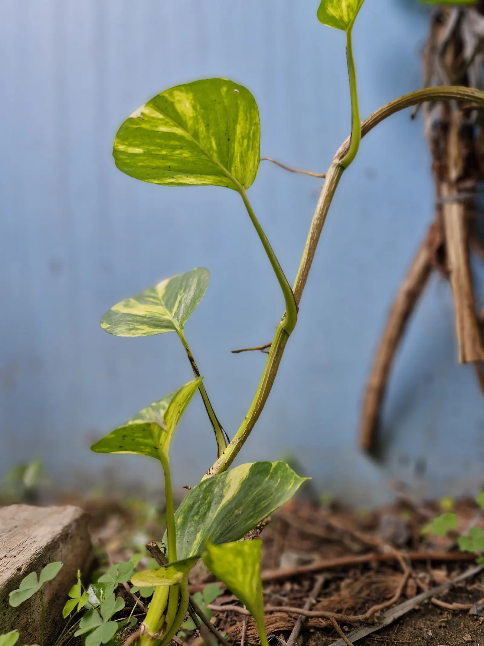 Pothos (Epipremnum Aureum) — This plant's forgiving nature is perfect for clients who may not be regular gardeners.<br><br>In terms of size, image 124