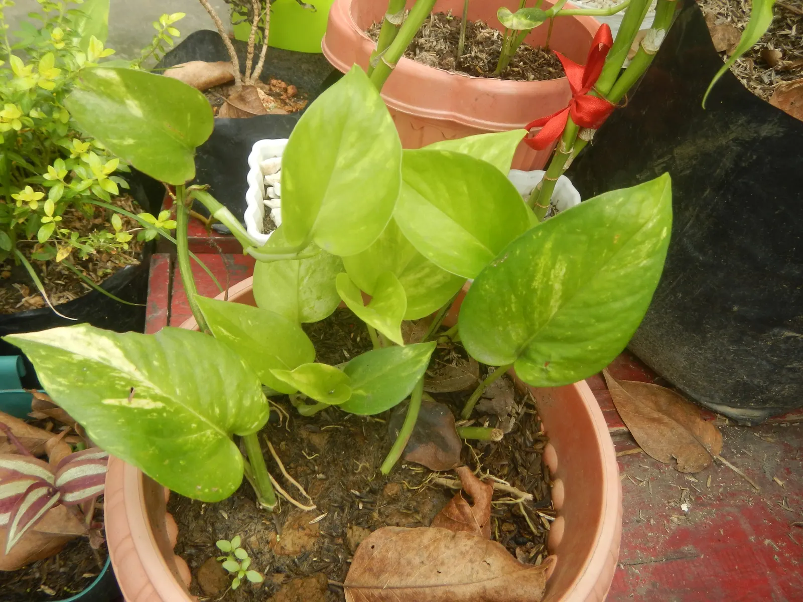 Pothos (Epipremnum Aureum) — This plant's forgiving nature is perfect for clients who may not be regular gardeners.<br><br>In terms of size, image 67