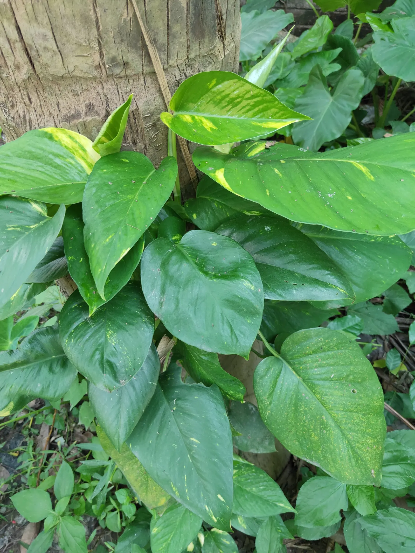 Pothos (Epipremnum Aureum) — Regular pruning can help maintain its size and encourage more bushy growth if desired