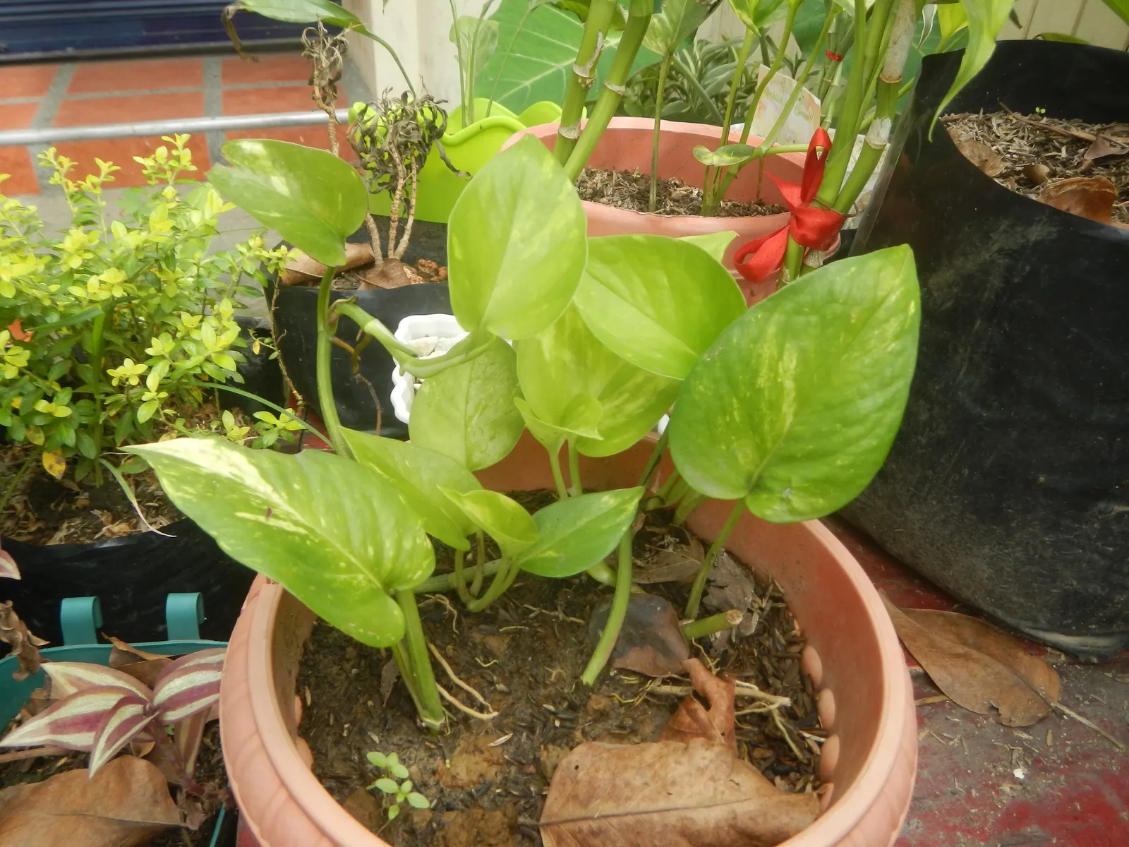 Pothos (Epipremnum Aureum) — with individual leaves reaching up to 4 to 8 inches in length; a perfect accent in hanging baskets or climbing on, image 69