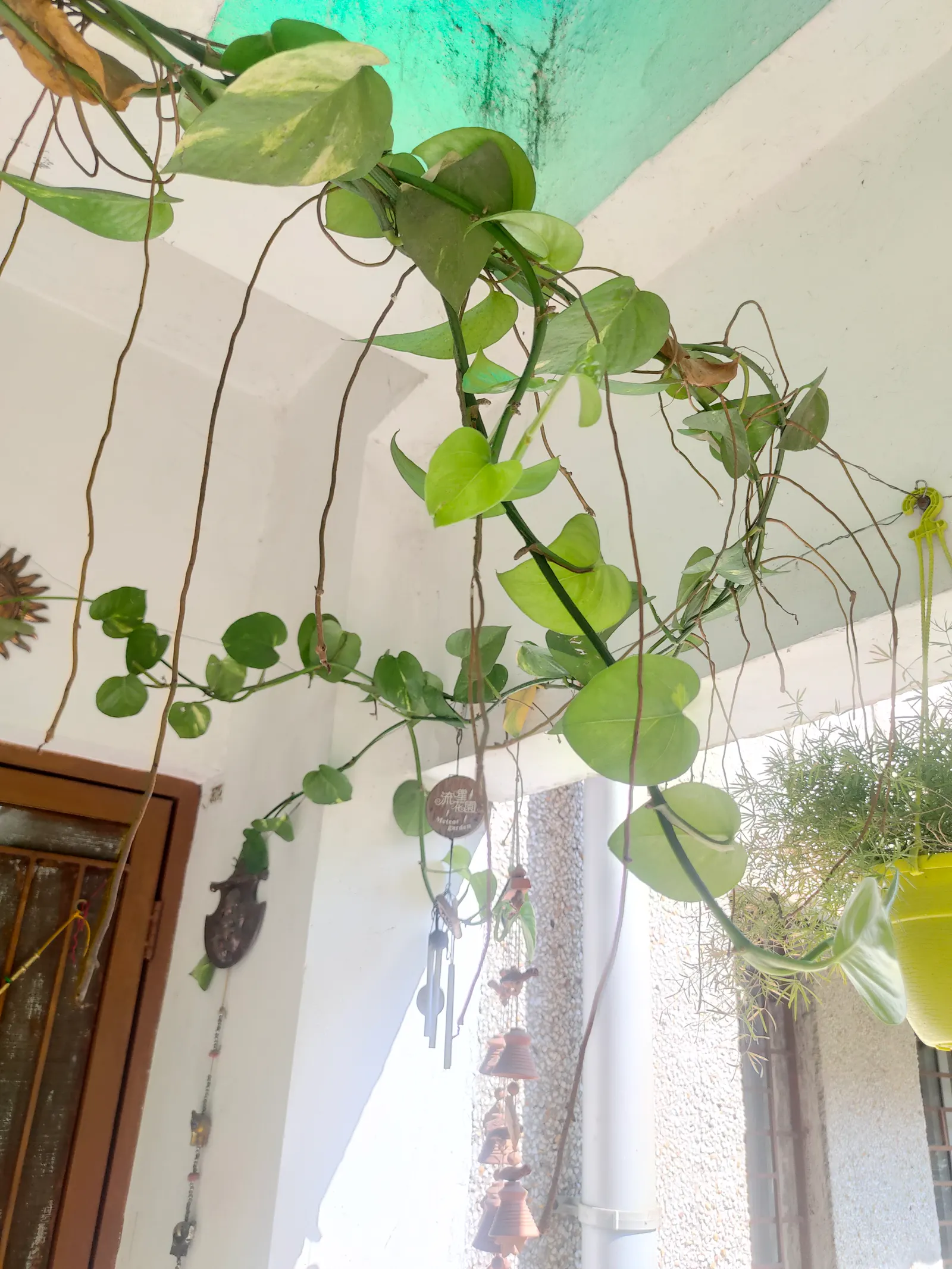 Pothos (Epipremnum Aureum) — with individual leaves reaching up to 4 to 8 inches in length