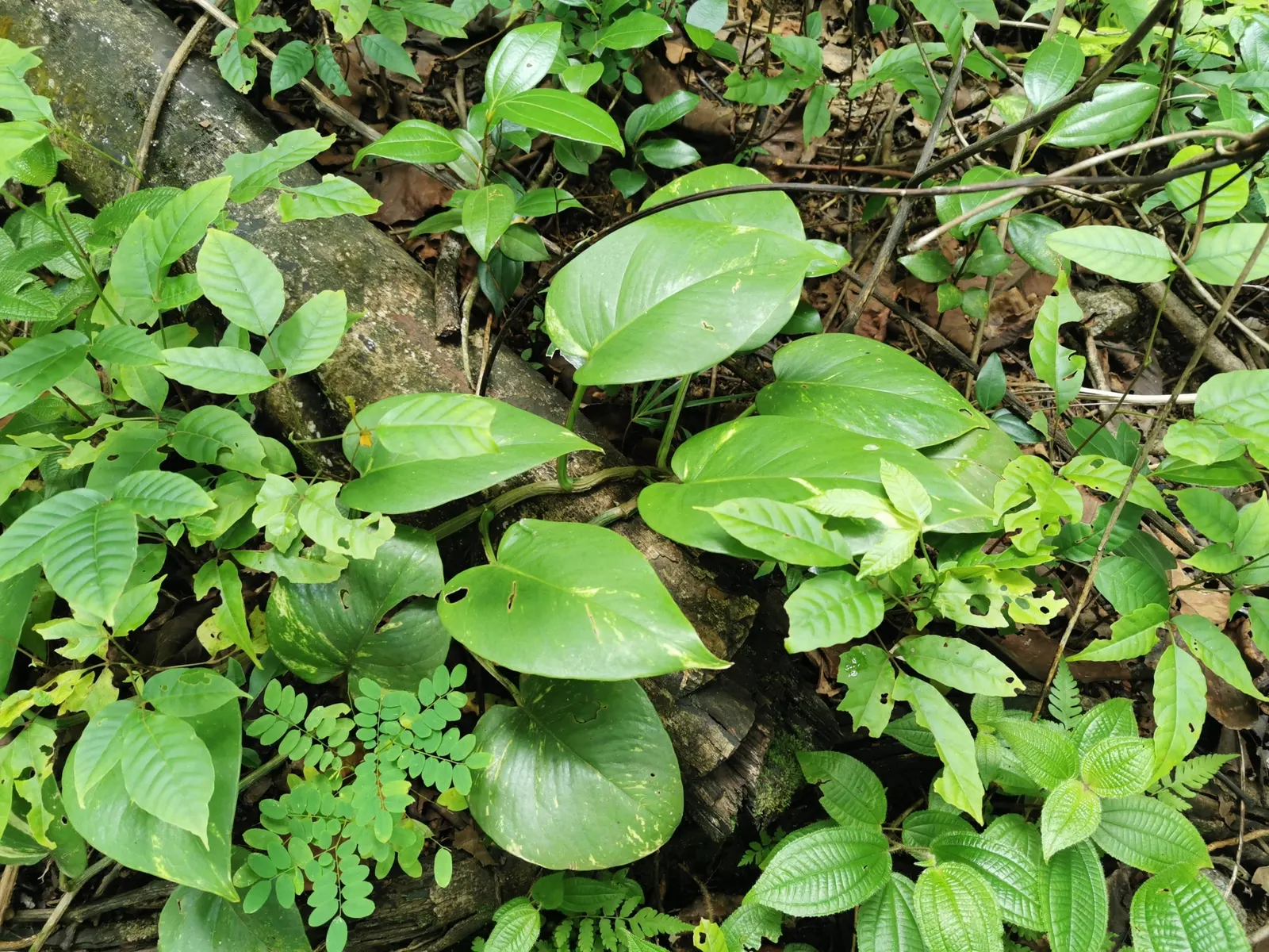 Pothos (Epipremnum Aureum) — as a ground cover in warm climates; is a versatile and hardy evergreen vine renowned for its attractive, image 129