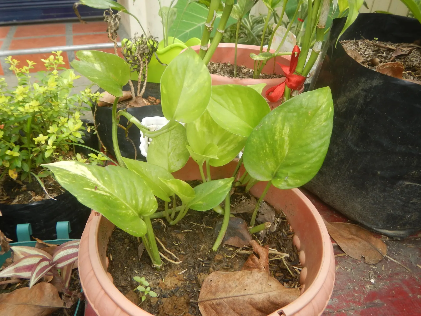 Pothos (Epipremnum Aureum) — Pothos can grow extensive vines; hanging baskets, specifically, allow the cascading vines to add dimension and depth, image 125