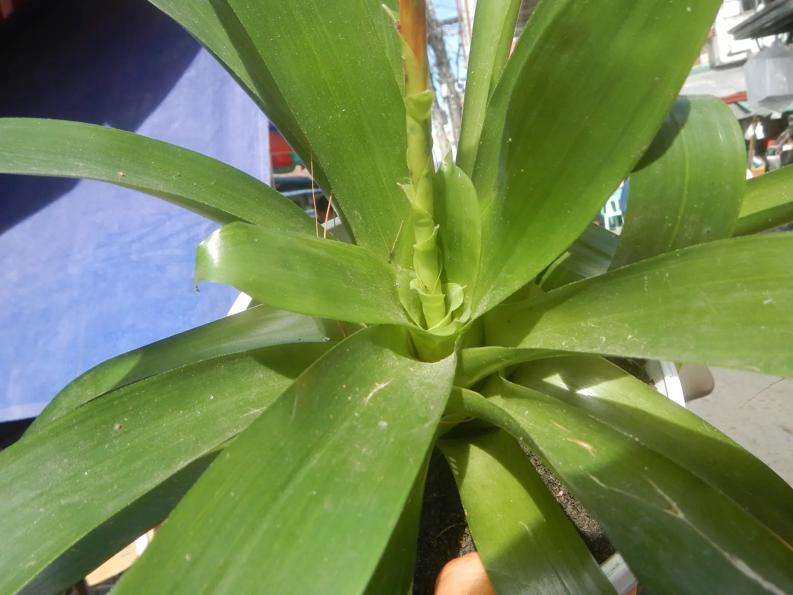 Pothos (Epipremnum Aureum) — With heart-shaped leaves marked by yellow or white variegation, it thrives in low-light; pothos can grow extensive, image 78