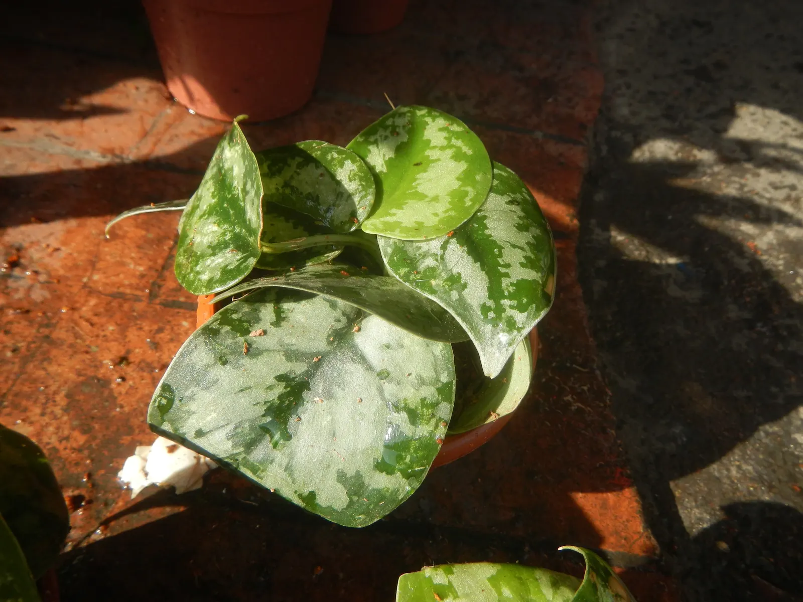 Pothos (Epipremnum Aureum) — This hardy species can grow vines over 10 feet long under ideal conditions, but can be pruned for tidiness; green, image 79