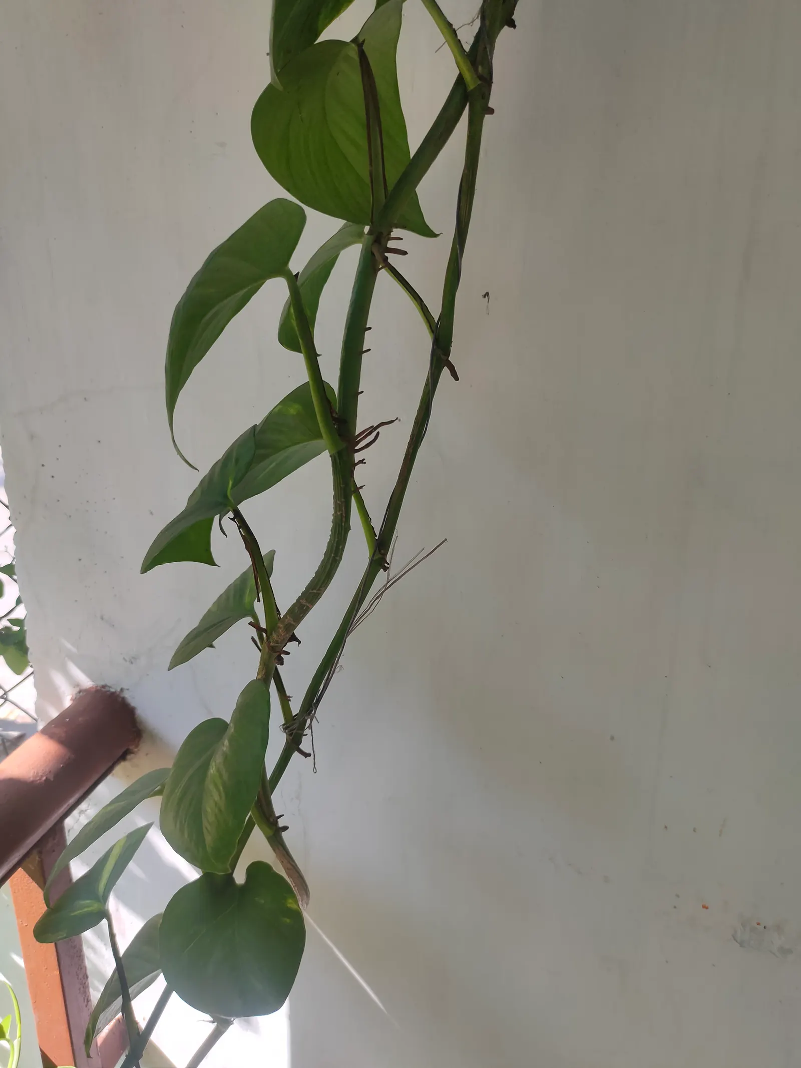 Pothos (Epipremnum Aureum) — This plant's forgiving nature is perfect for clients who may not be regular gardeners.<br><br>In terms of size